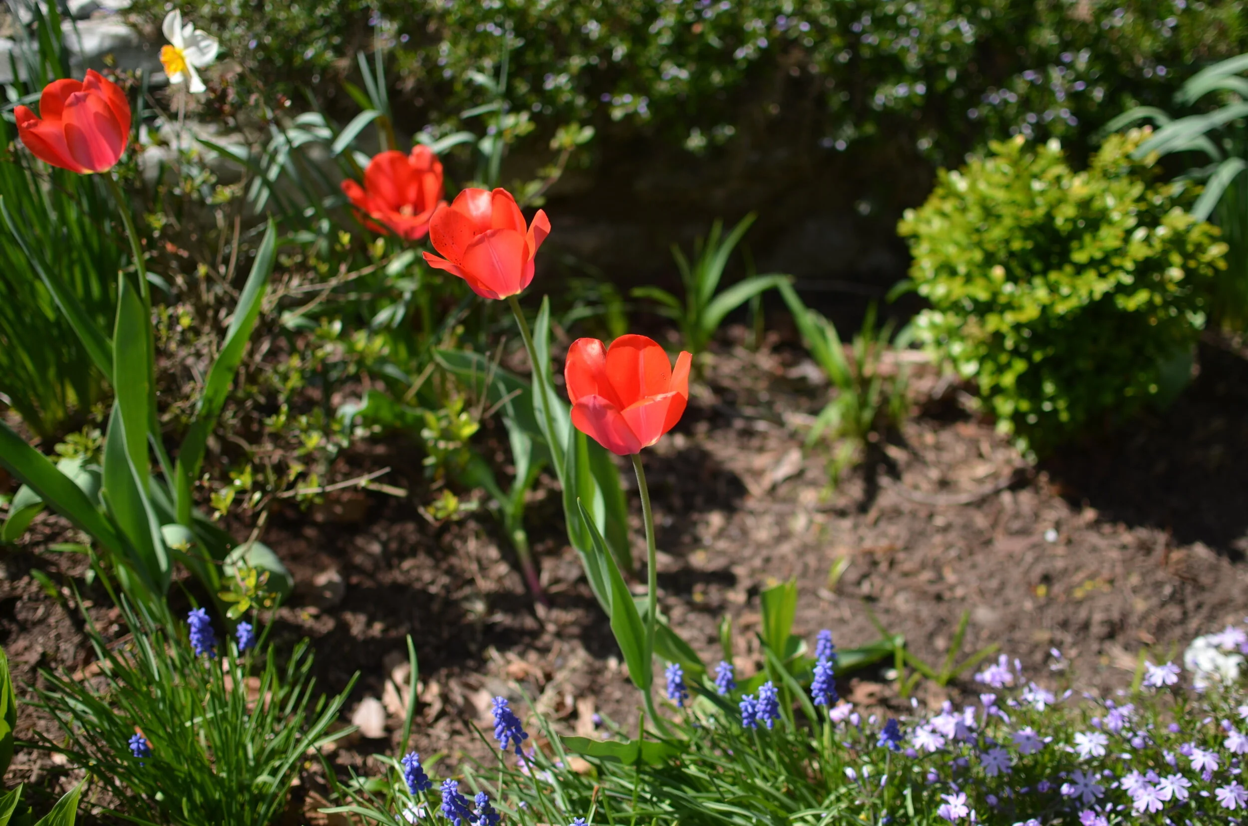DSC_8698.JPG