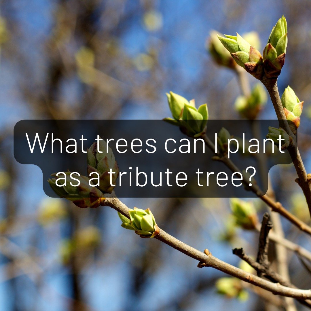 🌳Questions about tribute trees? After the spring sunshine this weekend, we're getting inquiries about what type of tribute tree to plant with a family member's ashes. 

Choosing a tribute tree is a meaningful and important decision. For a tree that'