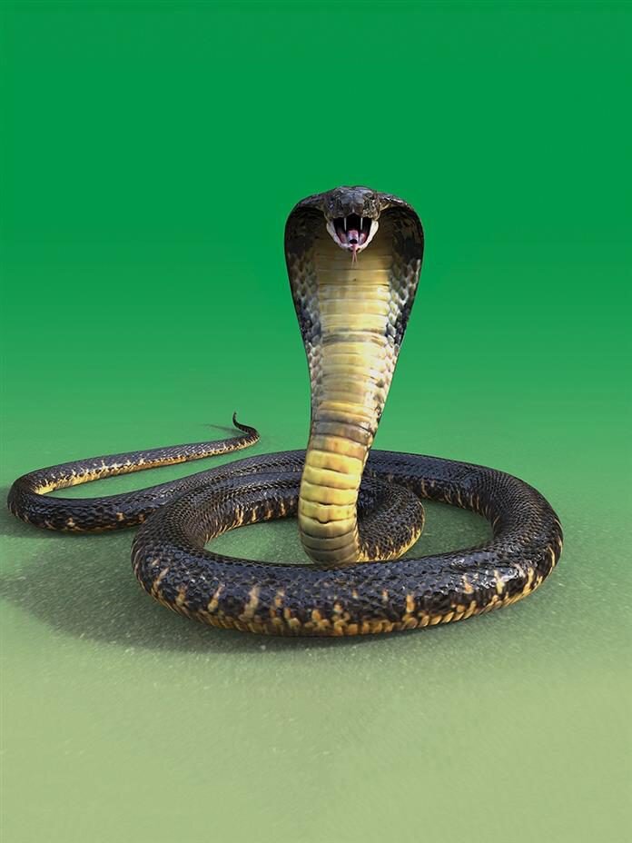 How king cobras build their nests - Discover Wildlife