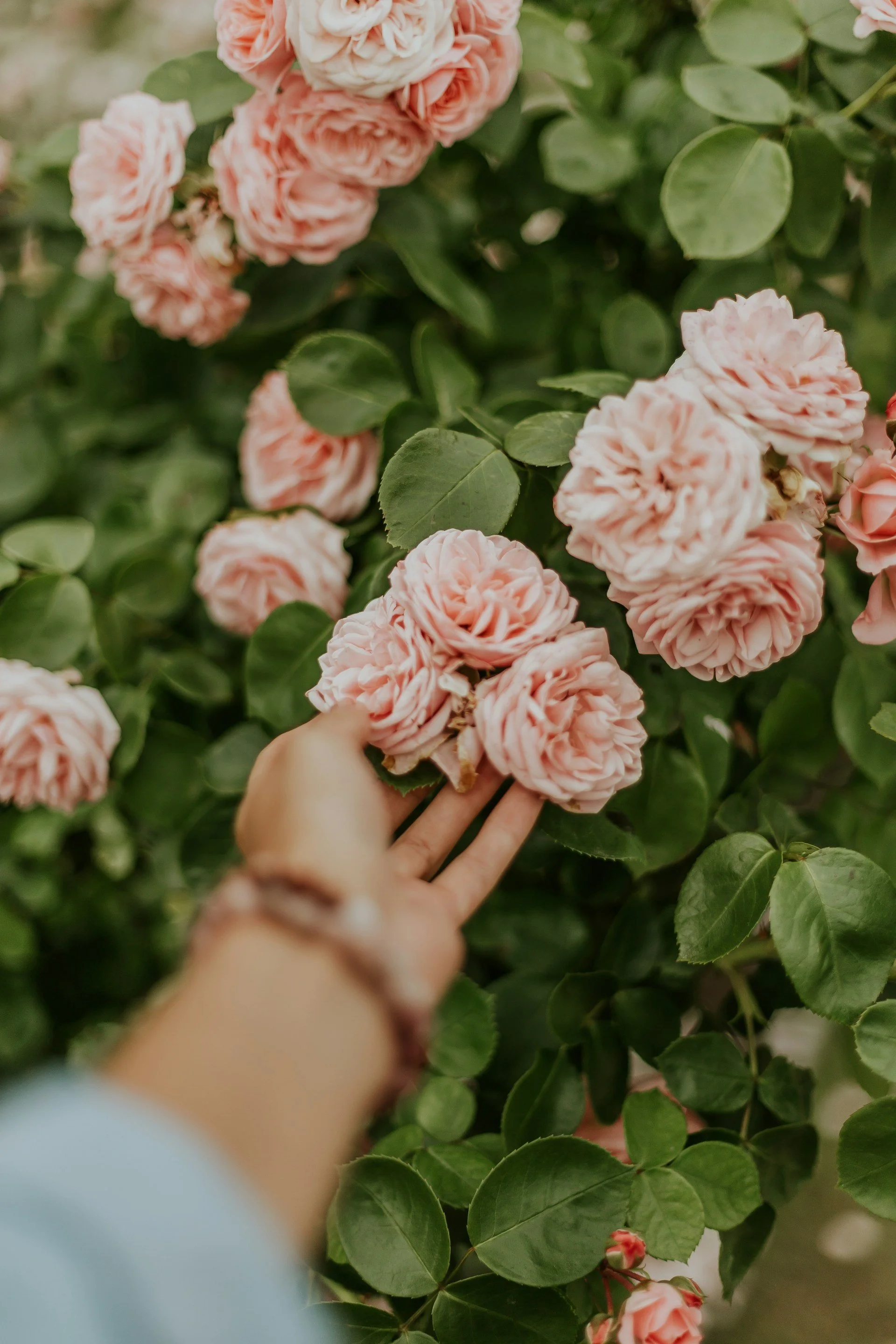 Person touching pink roses on a green bush.