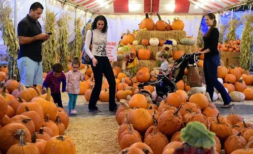 pumpkin 1.jpg