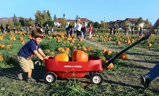 pumpkin 2.jpg