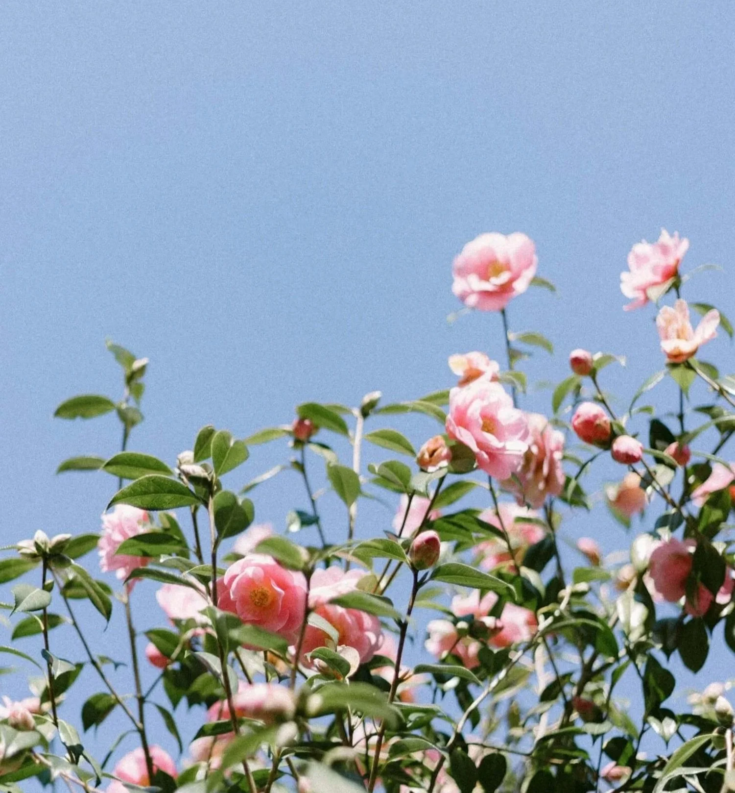 Pink flowers on green bushes against a blue sky