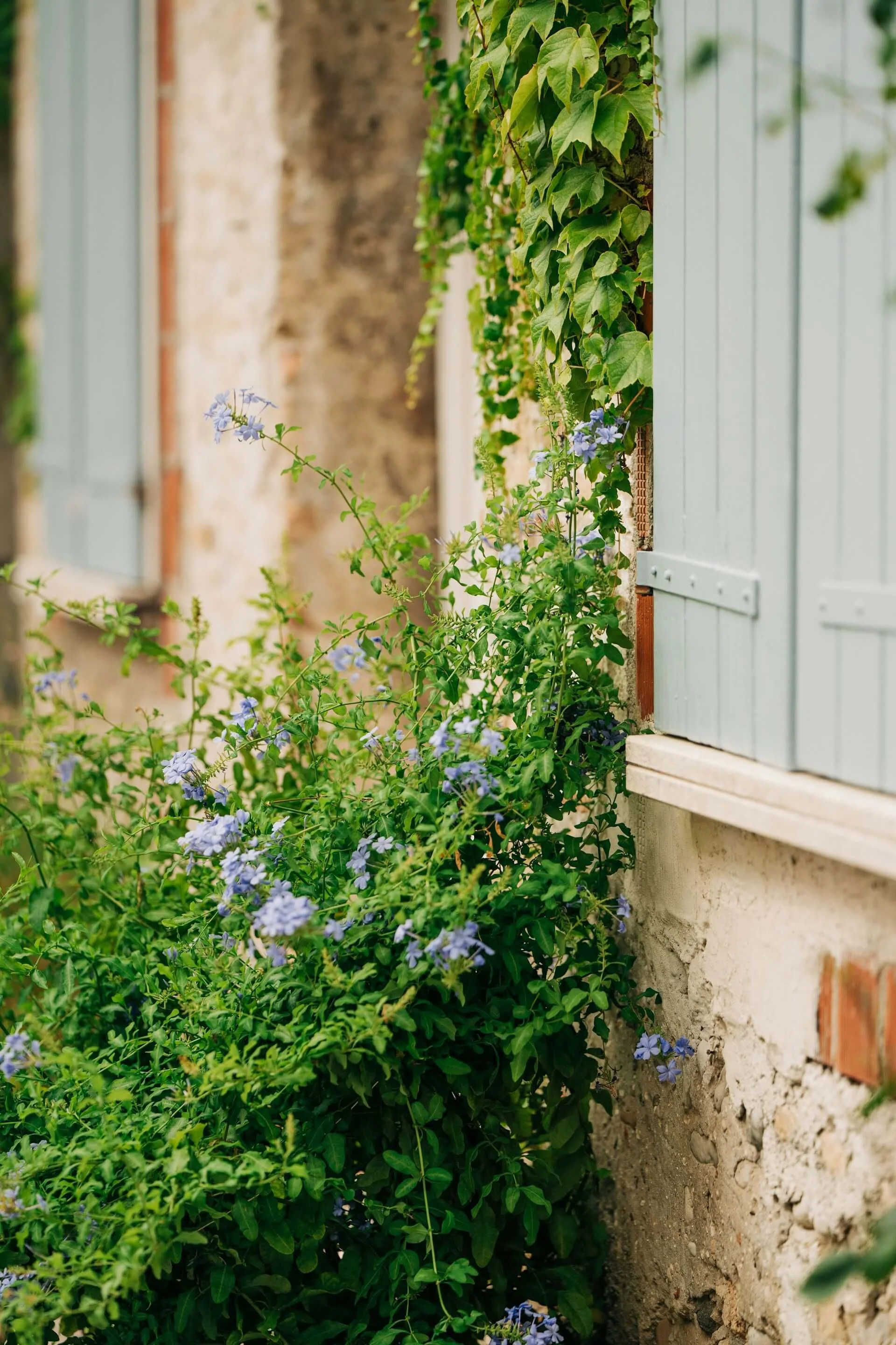 A view of a flower growing outside a building with a light blue shuttered window, greenery, and purple flowers.