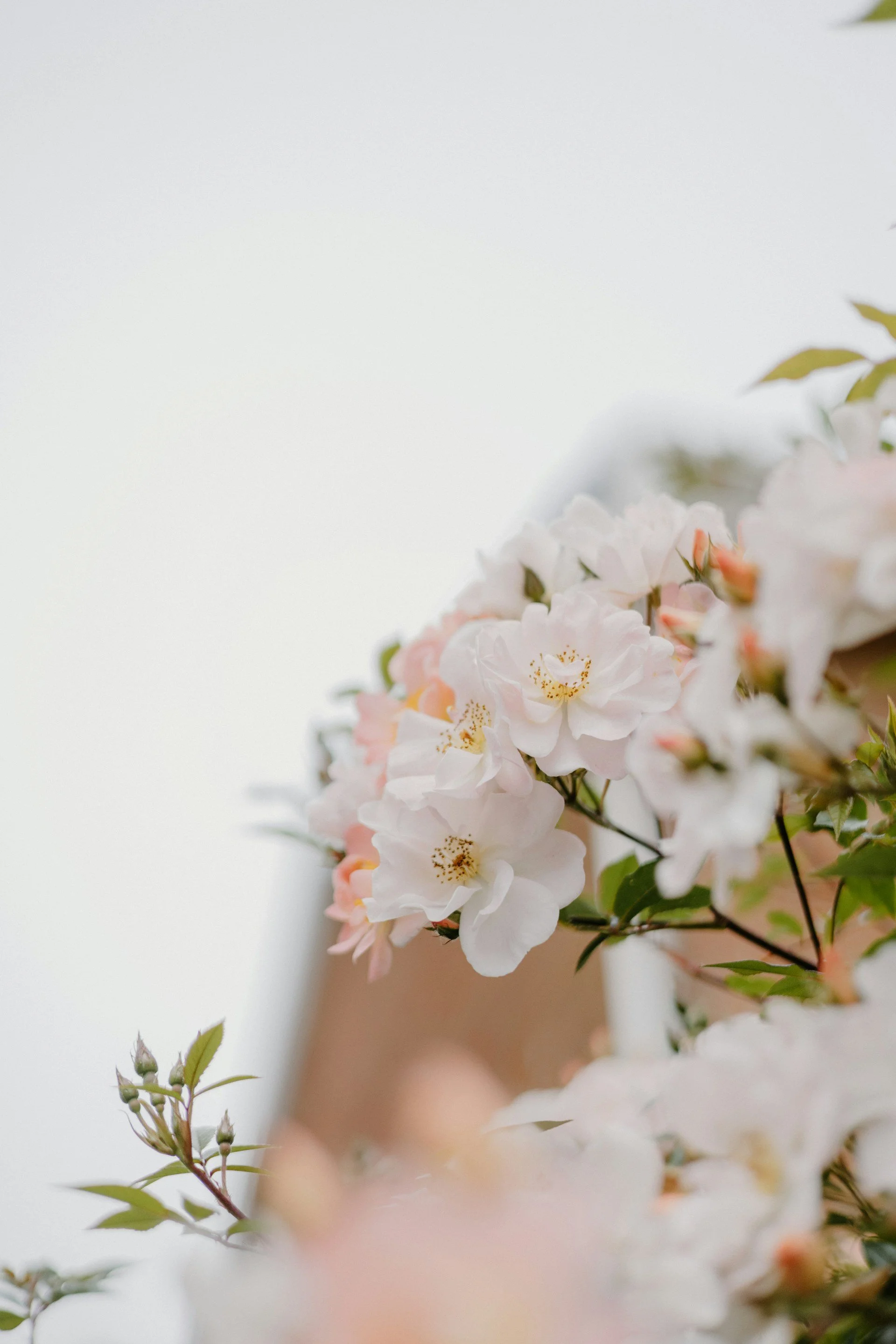 Close-up of light pink and white flowers with green leaves on branches, blurred background.