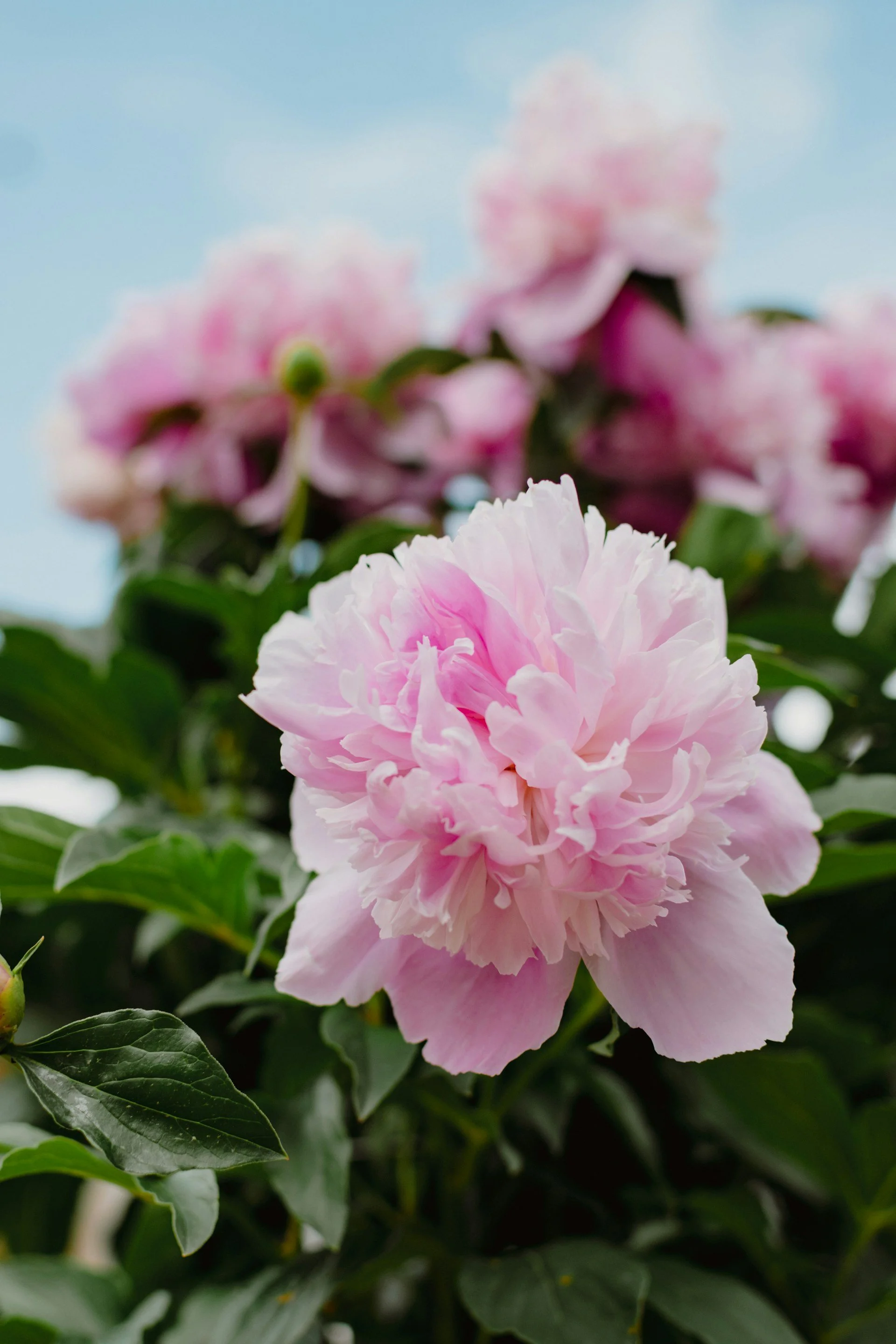 Close-up of pink peony flowers with green leaves against a clear blue sky.