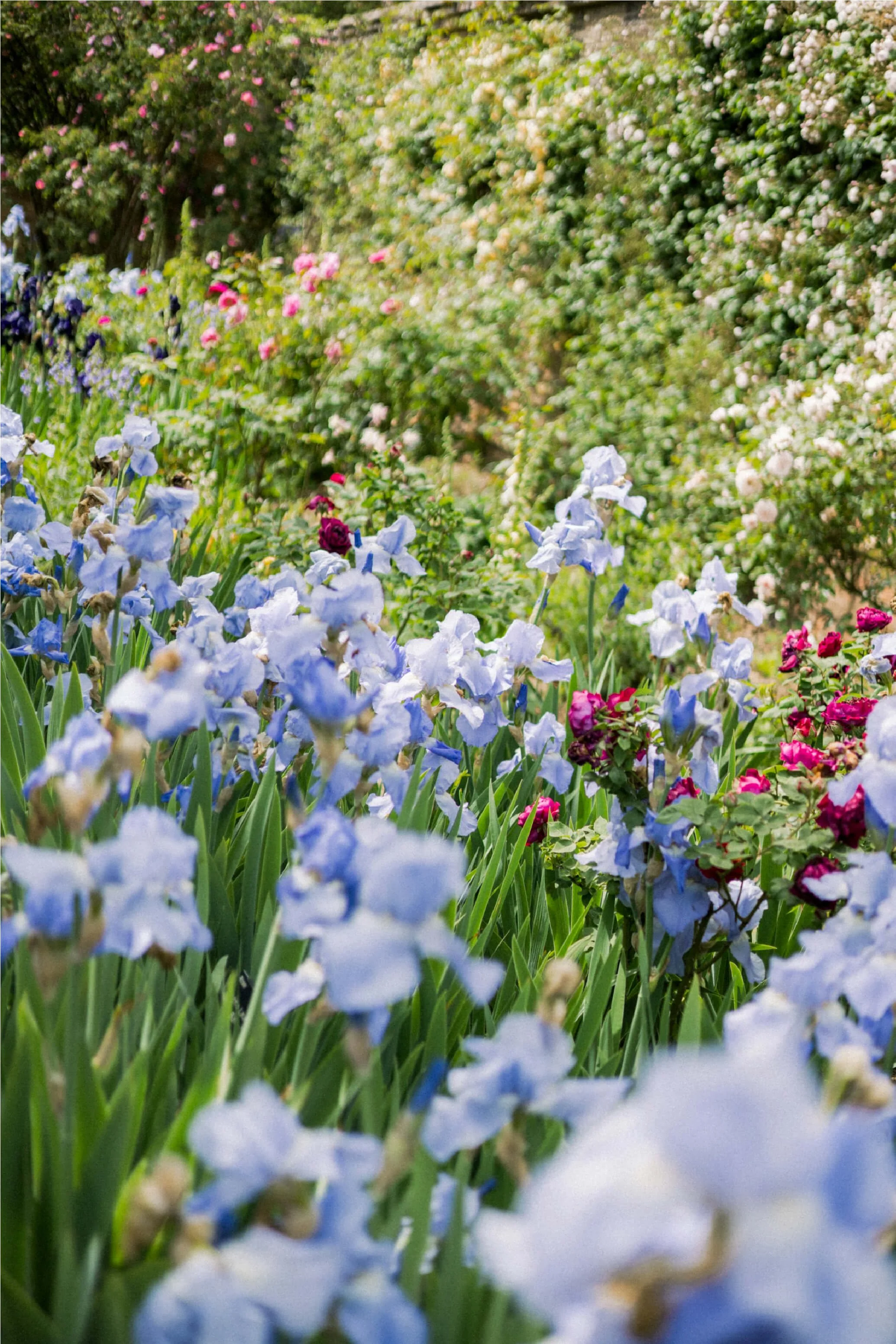 A vibrant garden scene with blooming flowers including irises, roses, and various flowering shrubs under a clear sky.