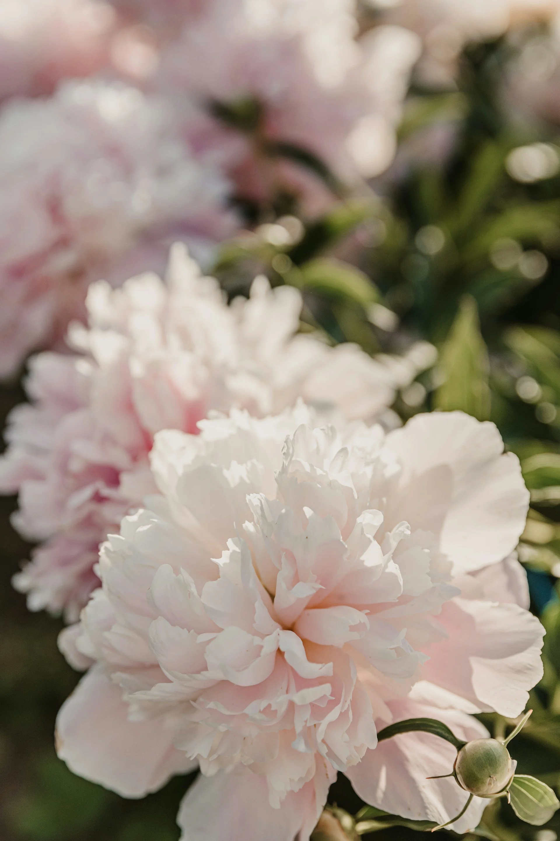 Close-up of light pink and white carnations with green stems and flower buds in the background.