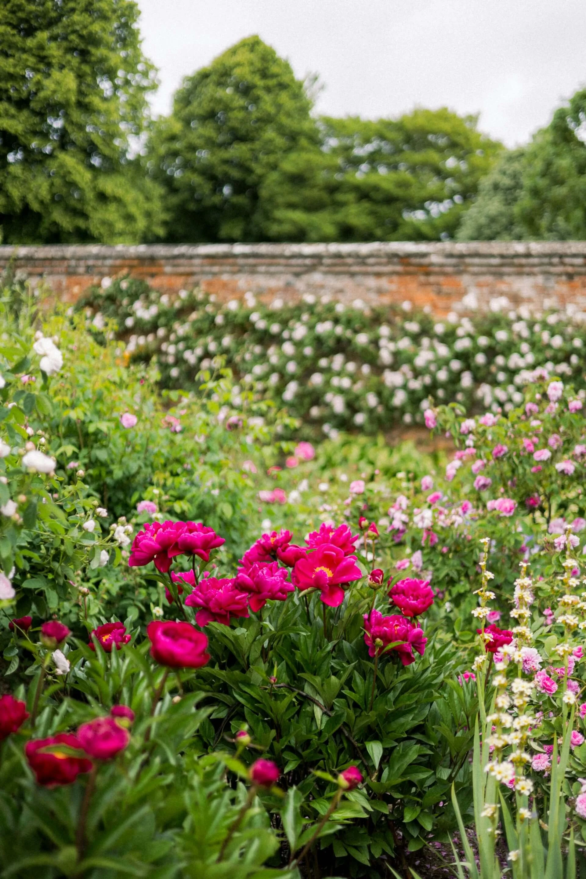 Colorful garden with pink, white, and multicolored flowers in the foreground, green trees and a brick wall in the background.