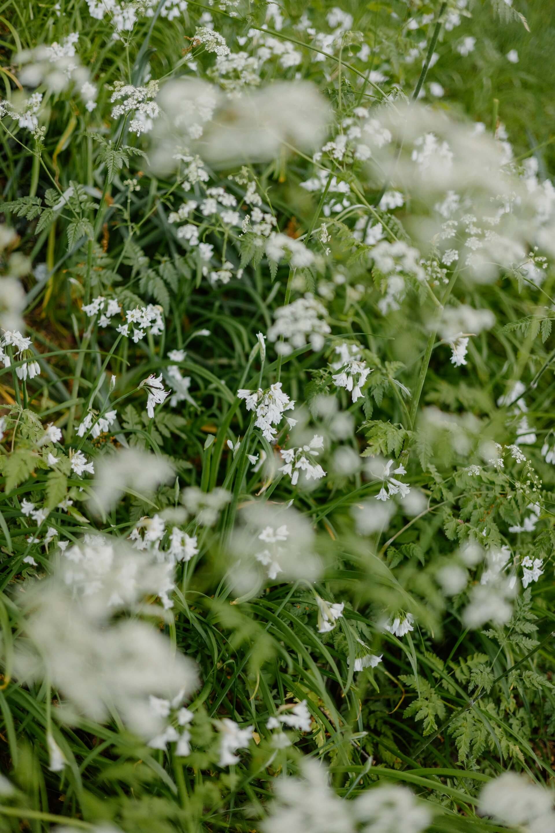 Close-up of white wildflowers with green foliage in the background