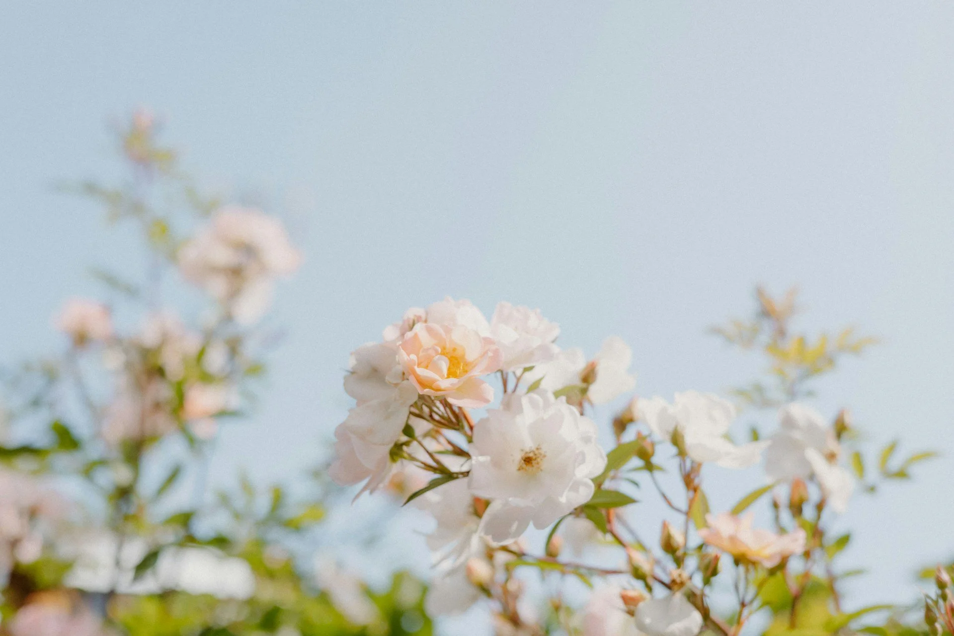Close-up of light pink and white flowers on a flowering shrub against a soft blue sky background.