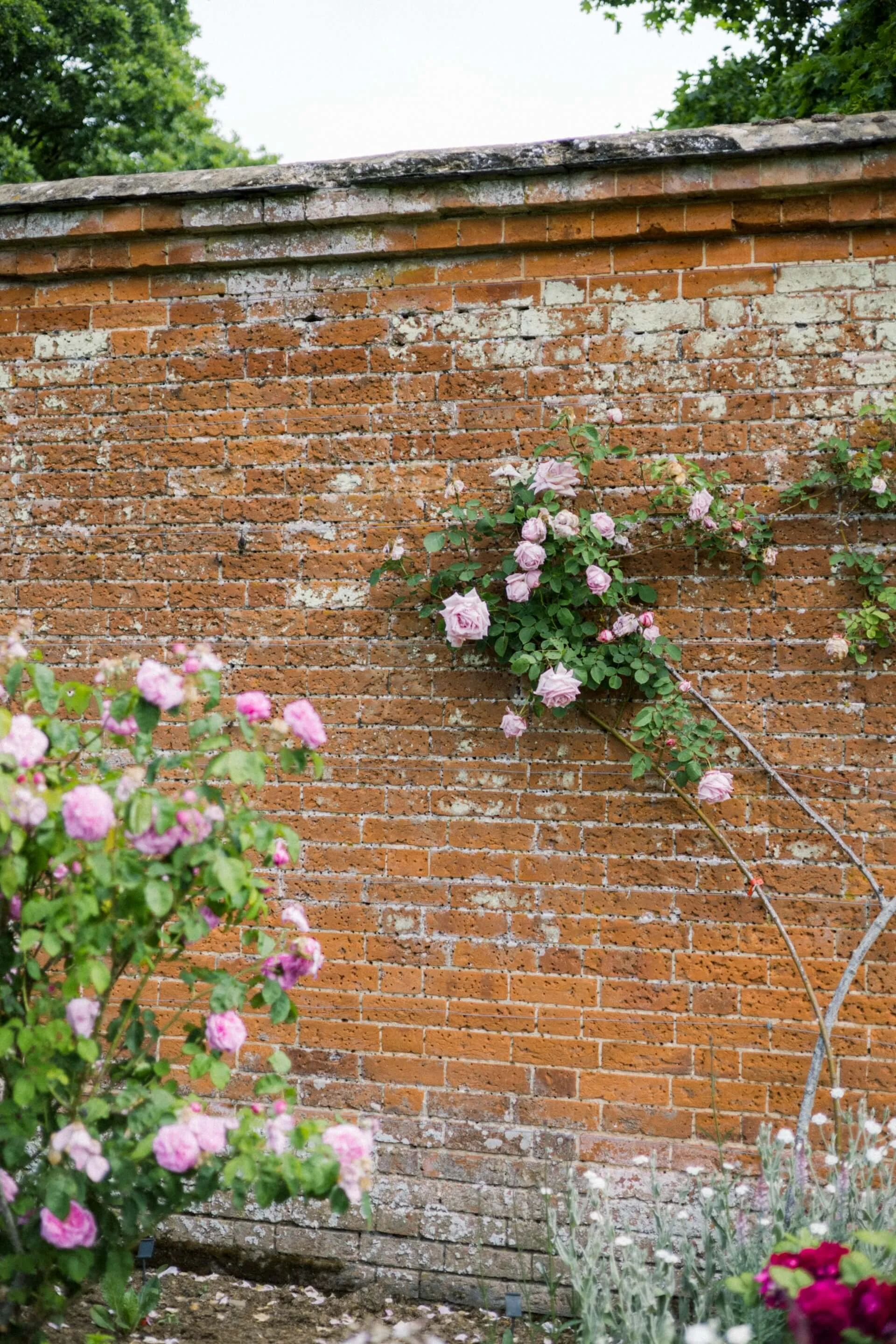 A brick wall with a flowering bush and some greenery in front of it.