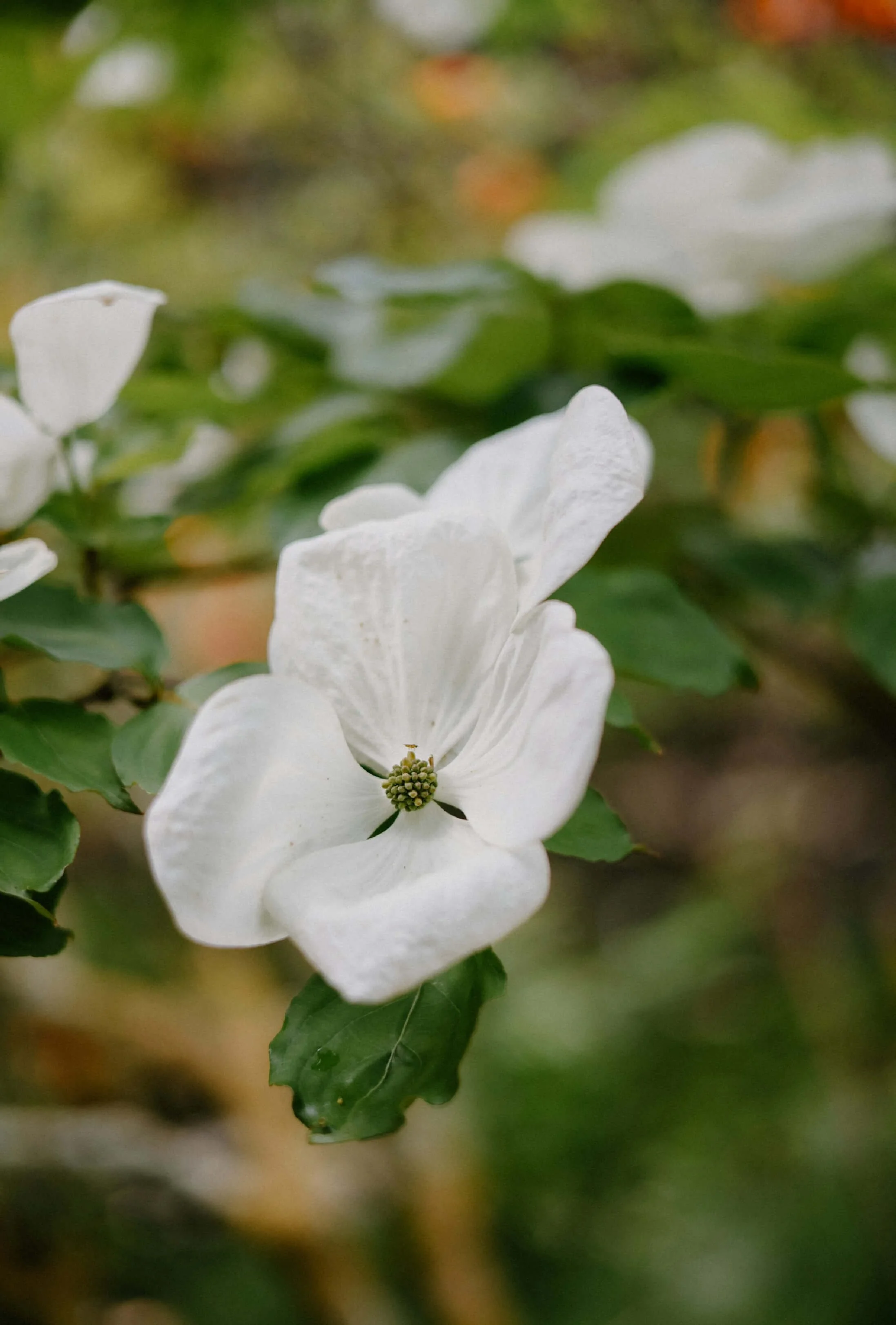 Close-up of a white flower with green leaves on a blurred background.