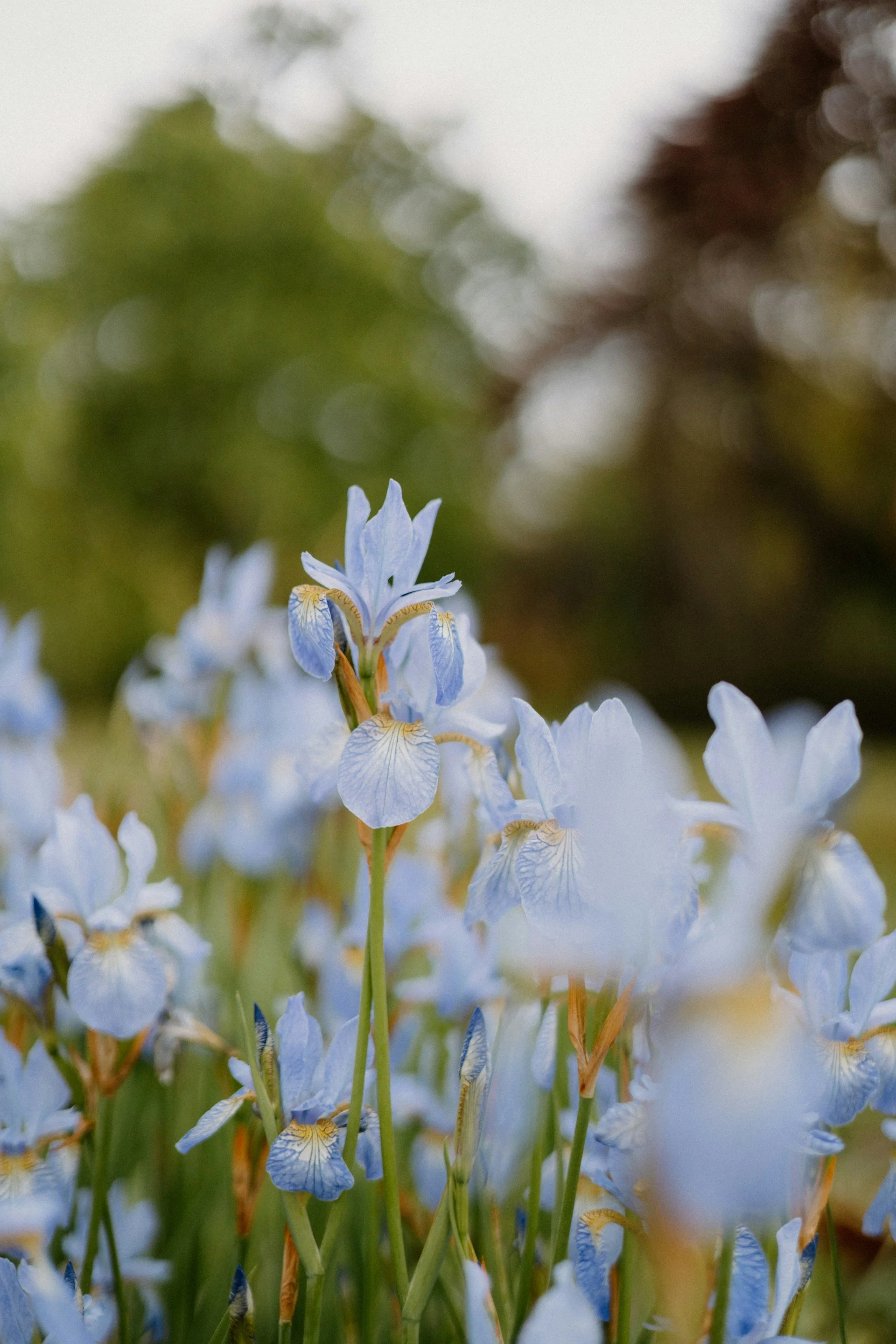 Close-up of light blue and white iris flowers with blurred green and brown background.