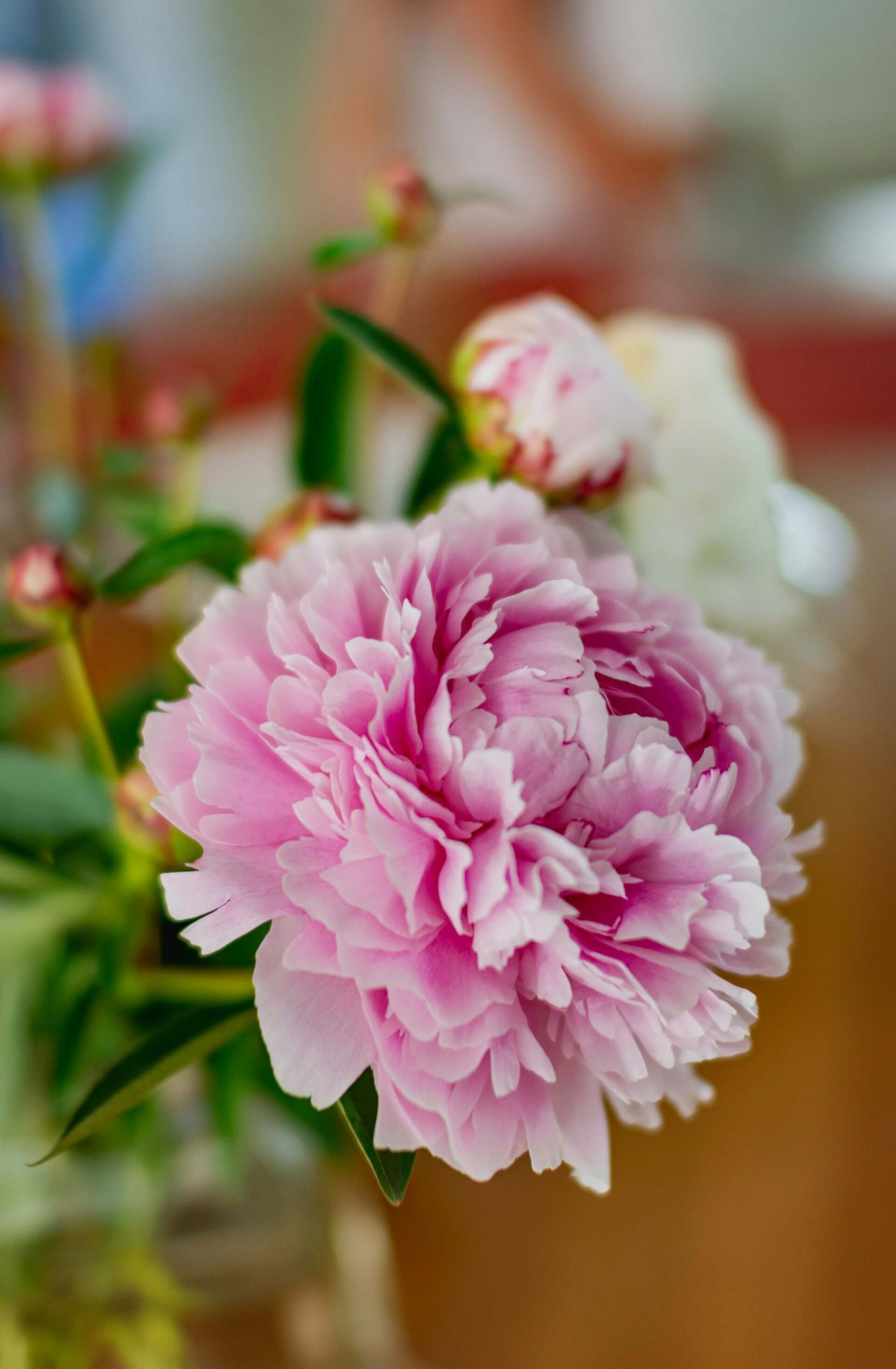 A close-up of a large pink carnation flower with ruffled petals, with a blurred background of green leaves and other flowers.