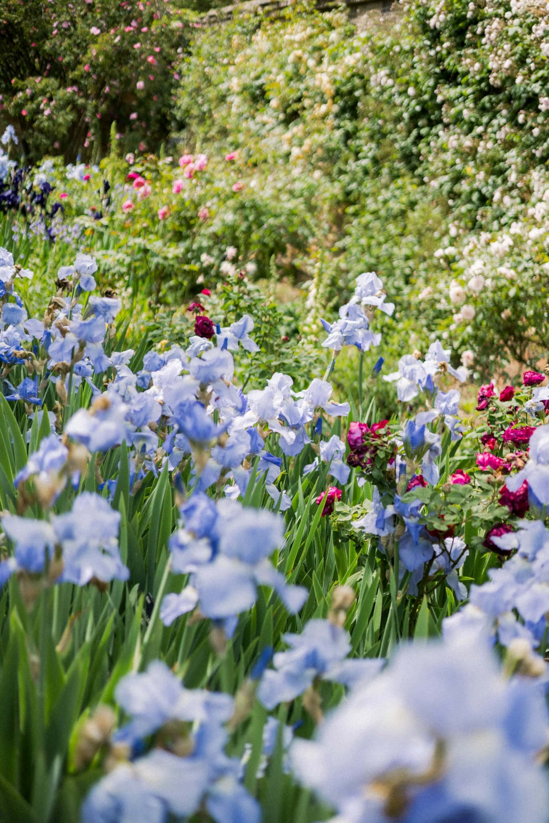 A garden with numerous light purple and pink flowers blooming among green foliage and bushes.