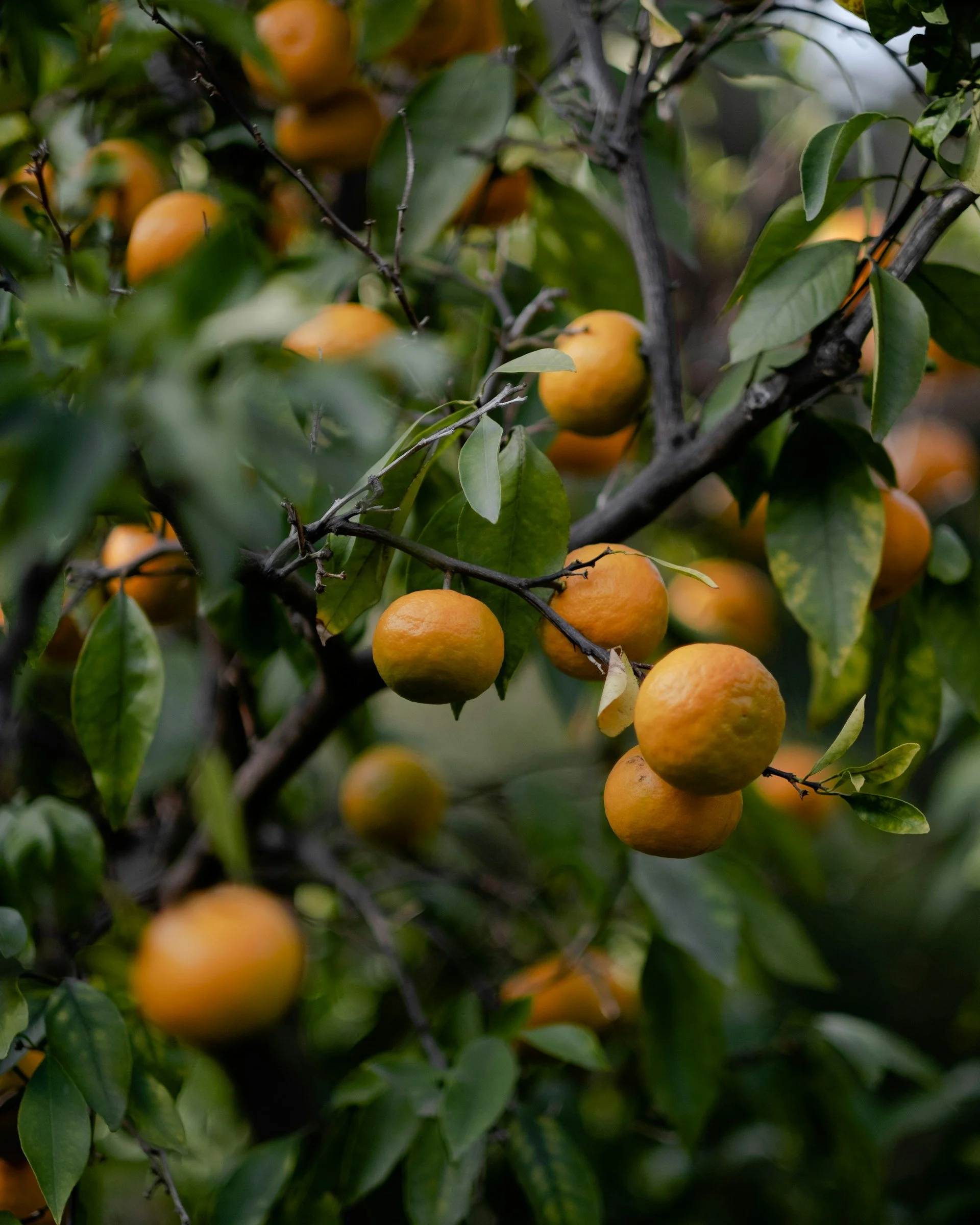 Orange fruits growing on a tree with green leaves.