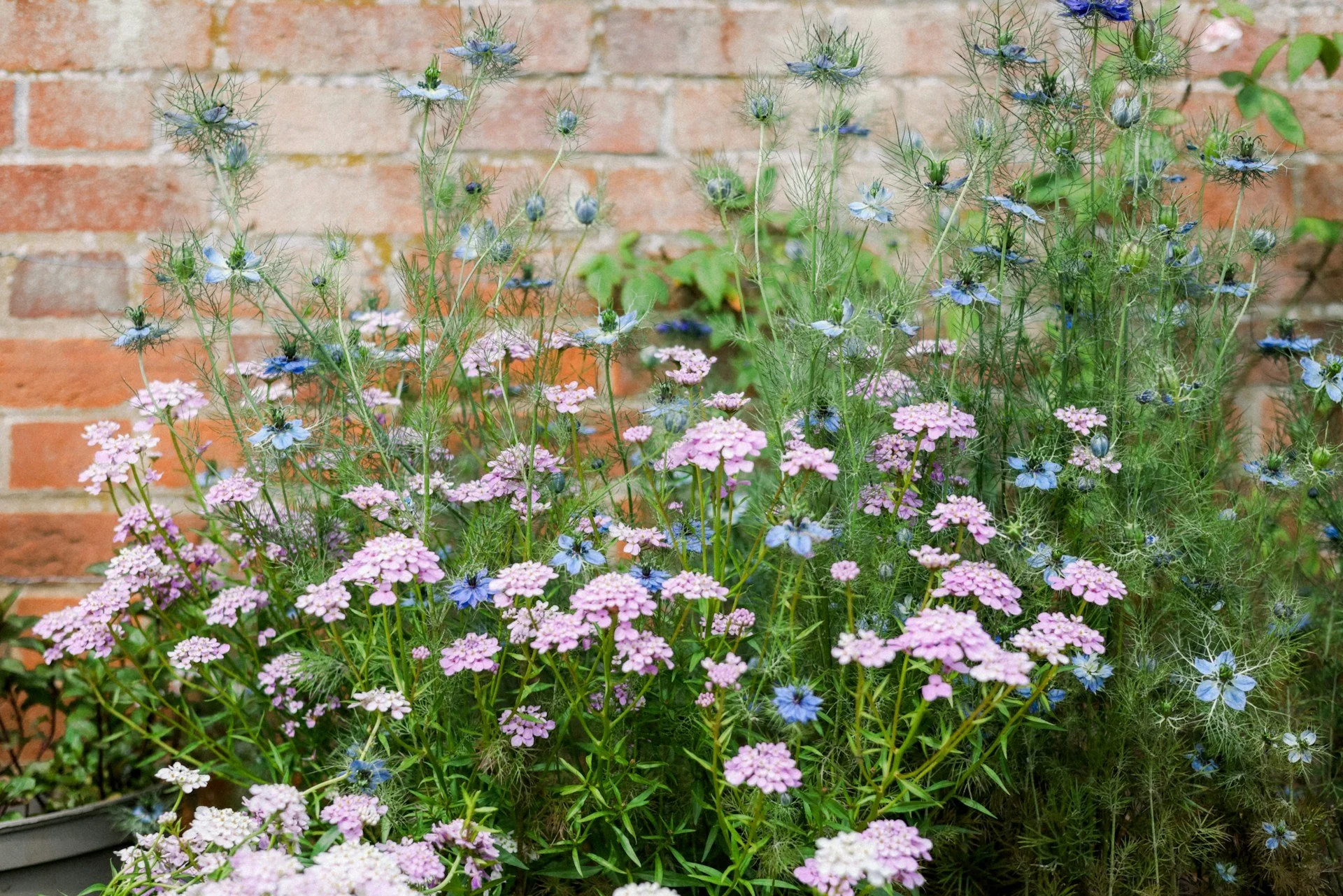 Garden with pink and blue flowers against a brick wall.