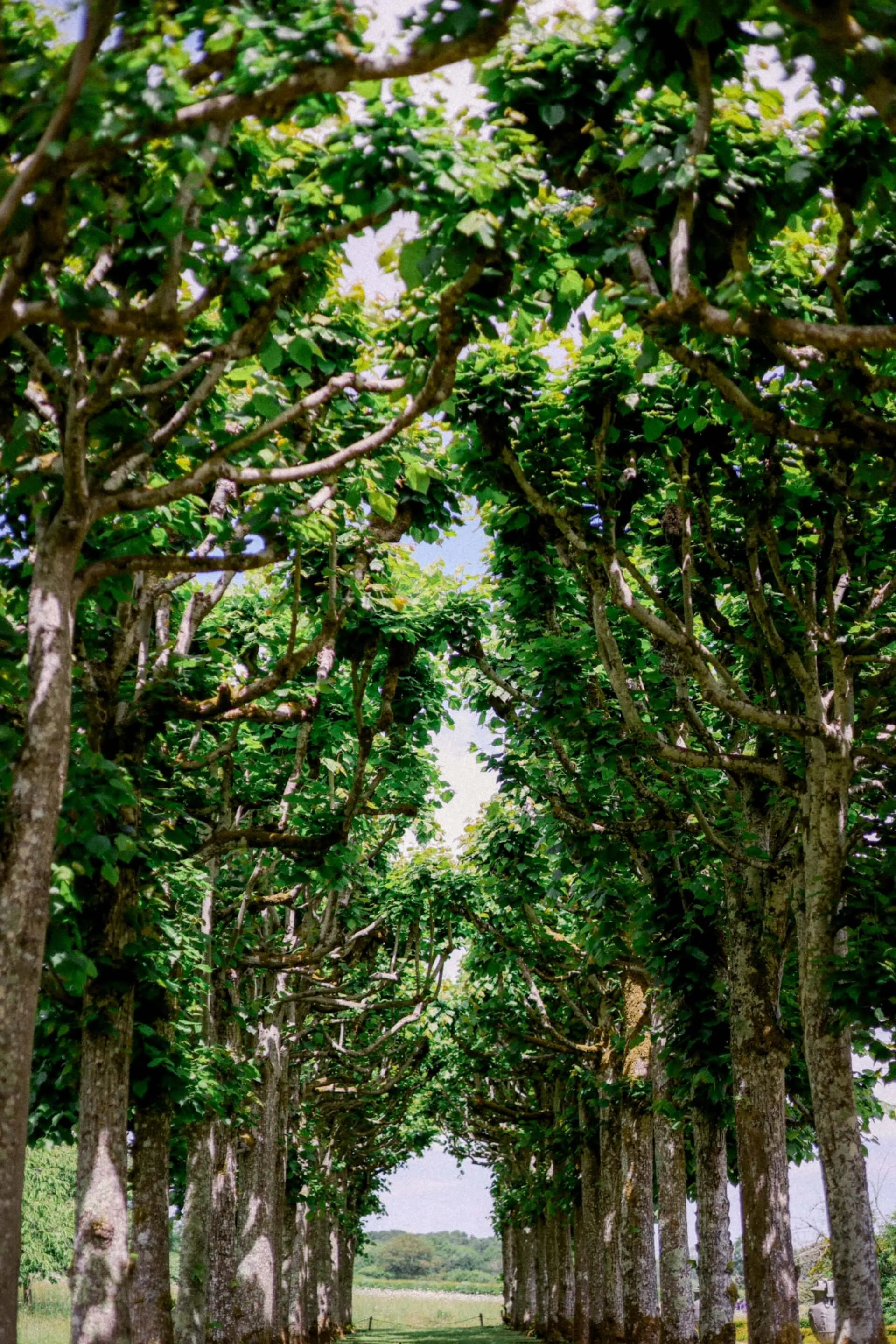 A pathway surrounded by tall, lush green trees on both sides, creating a canopy with sunlight filtering through the leaves.