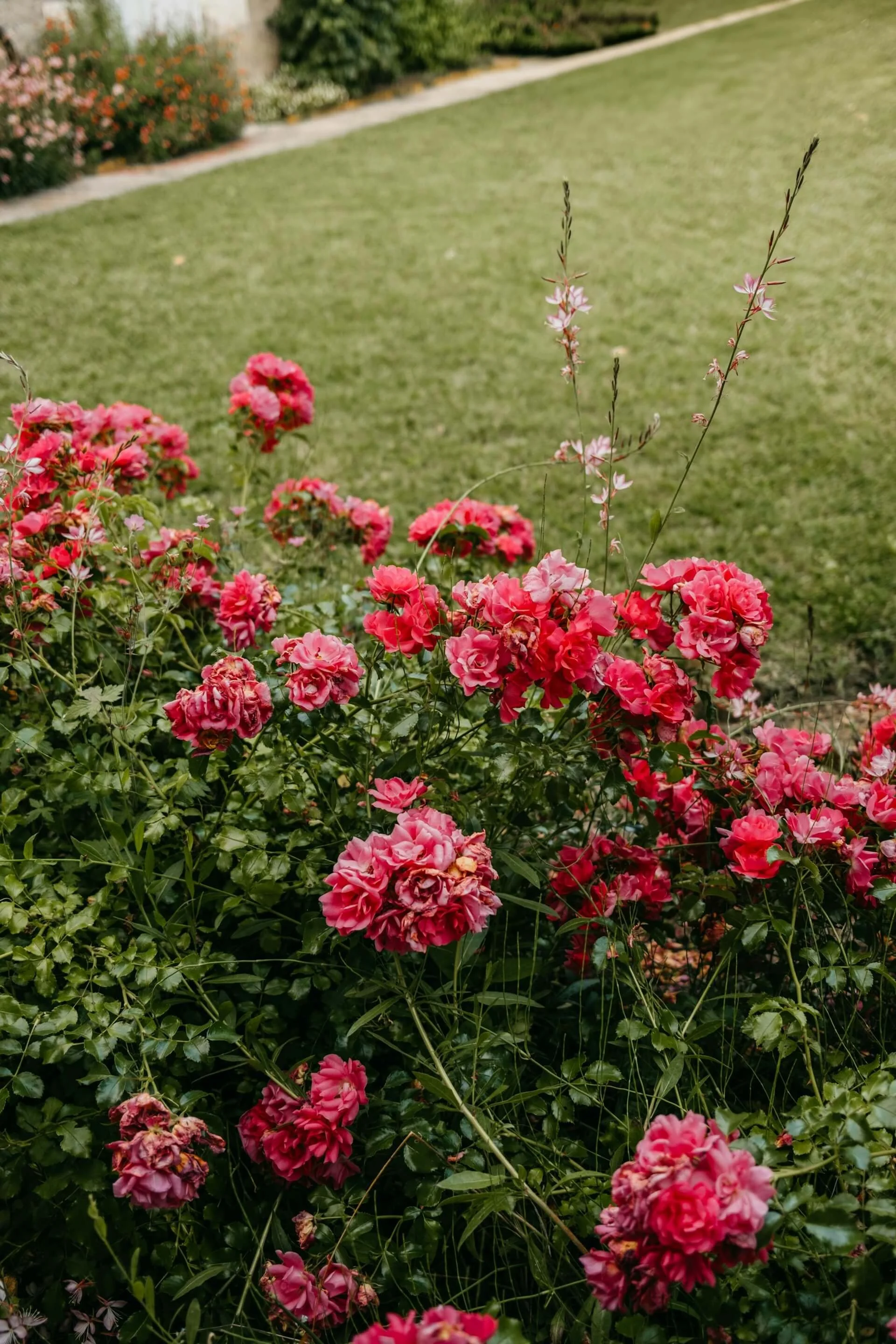 Pink and red flowers in a garden with a well-manicured green lawn in the background.