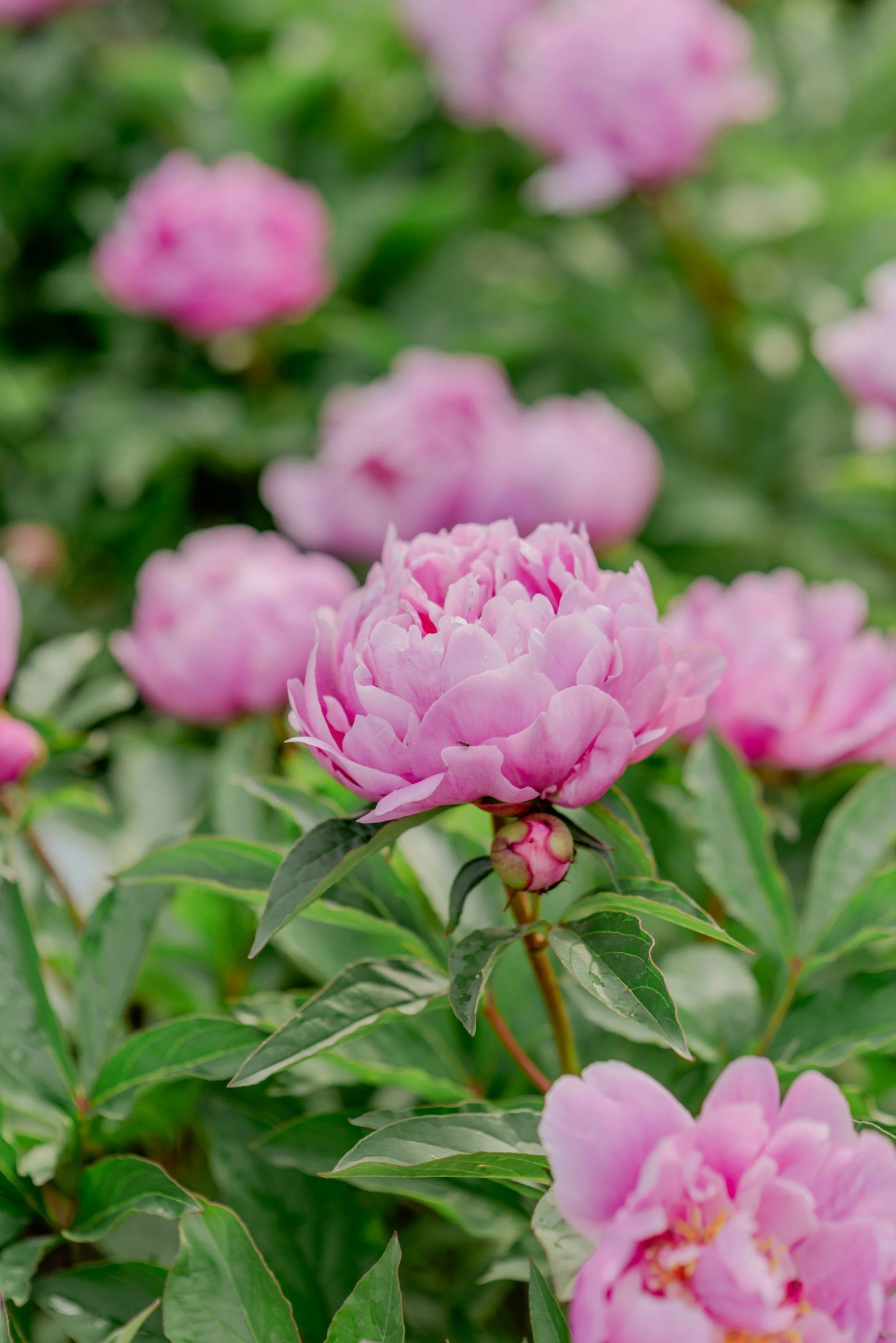 Close-up of pink peony flowers blooming among green leaves.