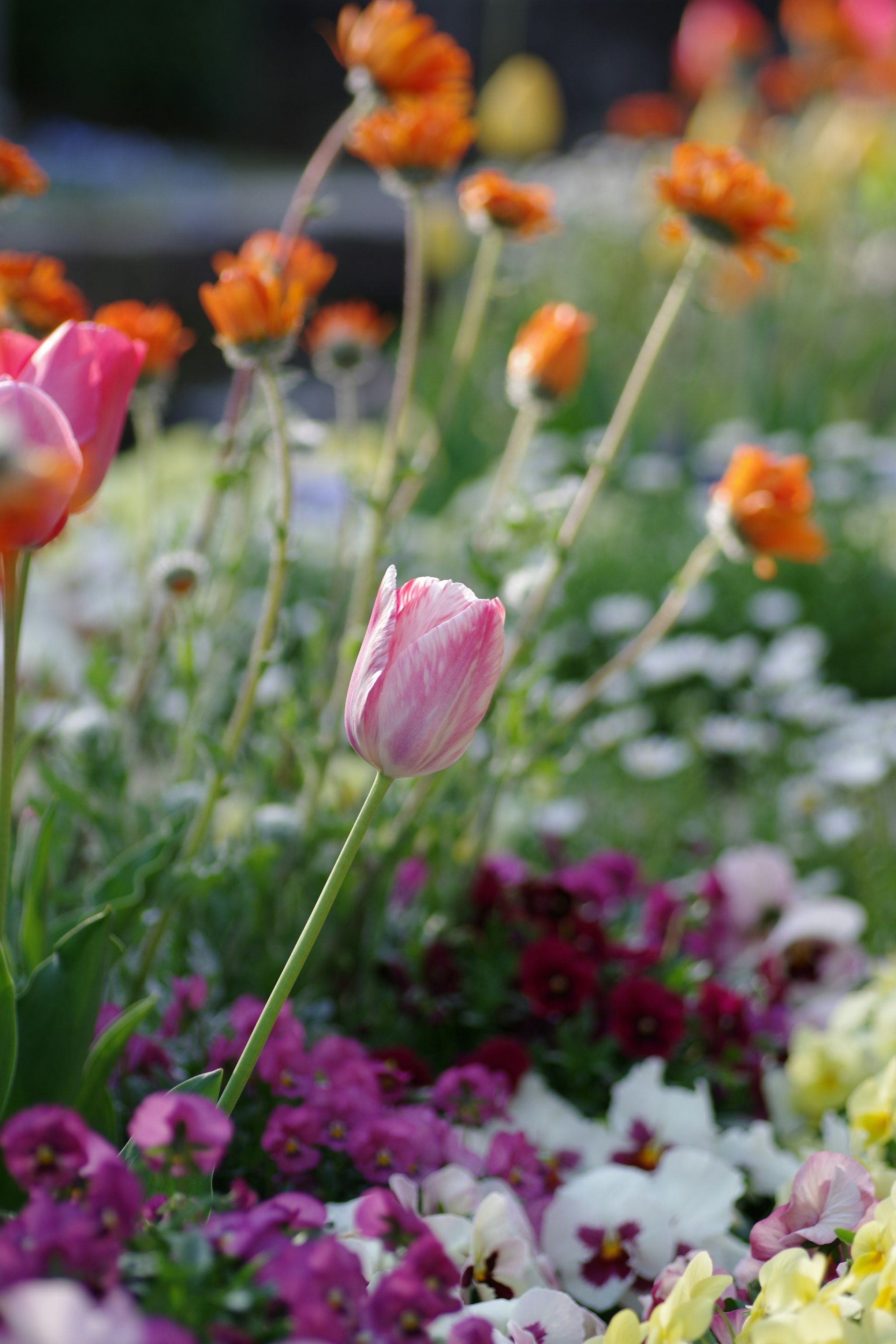 Close-up of a pink tulip in a garden with various orange, purple, pink, white, and yellow flowers and green foliage.
