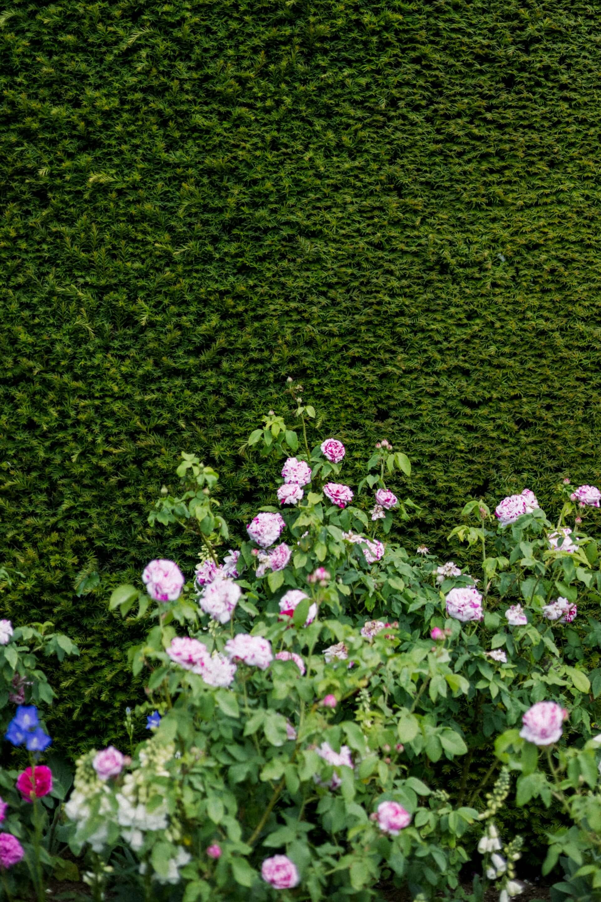 A garden with pink and white flowers in the foreground, green foliage and bushes in the background.