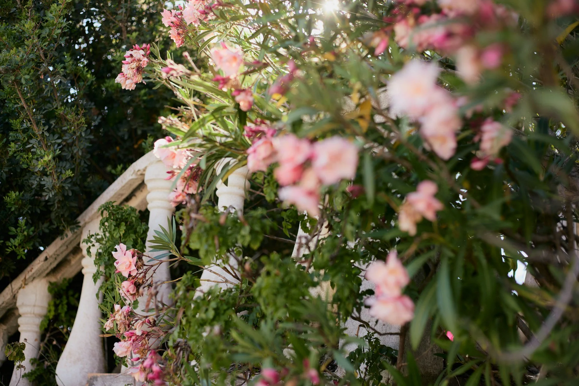 Pink and white flowering bushes growing along a white railing with sunlight shining through the leaves.
