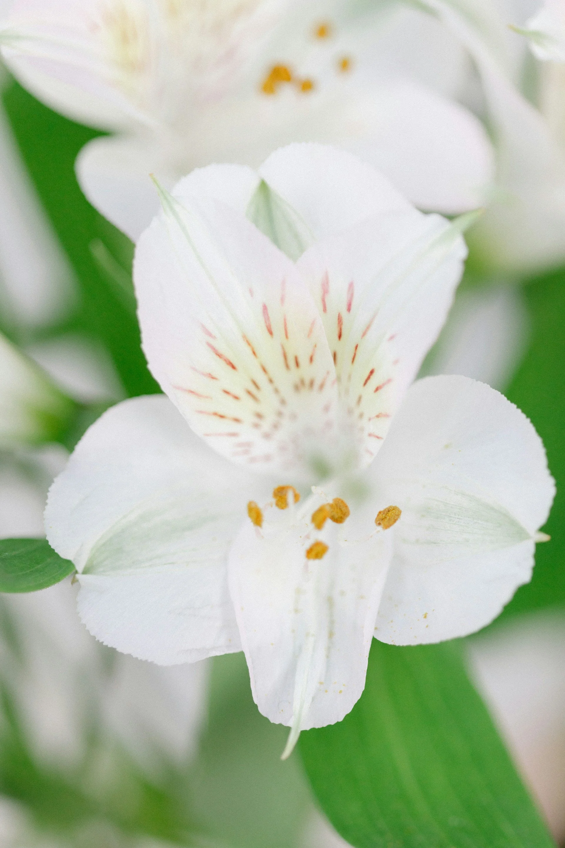 Close-up of a white flower with yellow and orange stamens and green leaves in the background.
