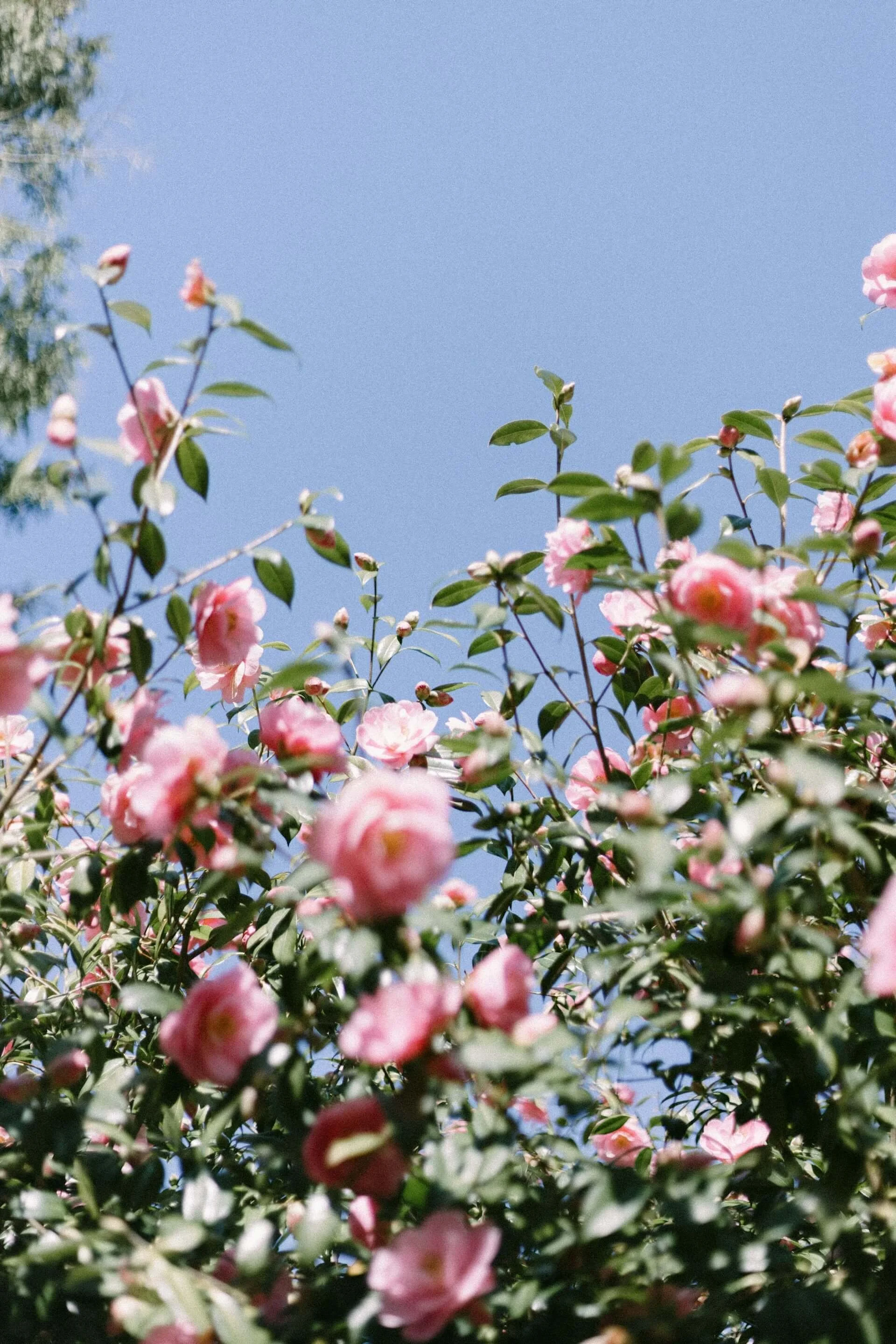 Pink flowers on a bush against a bright blue sky.