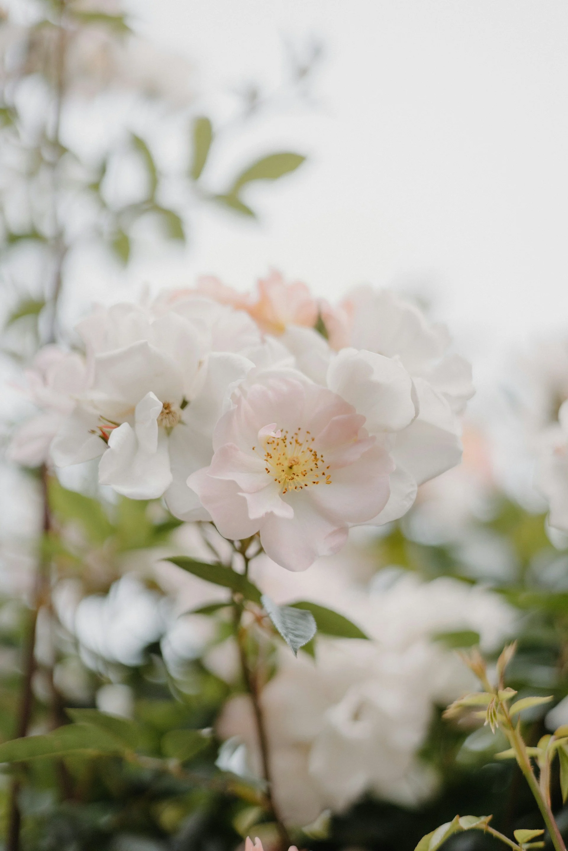 Close-up of white and light pink cherry blossom flowers on branches, with green leaves in the background, slightly blurred.