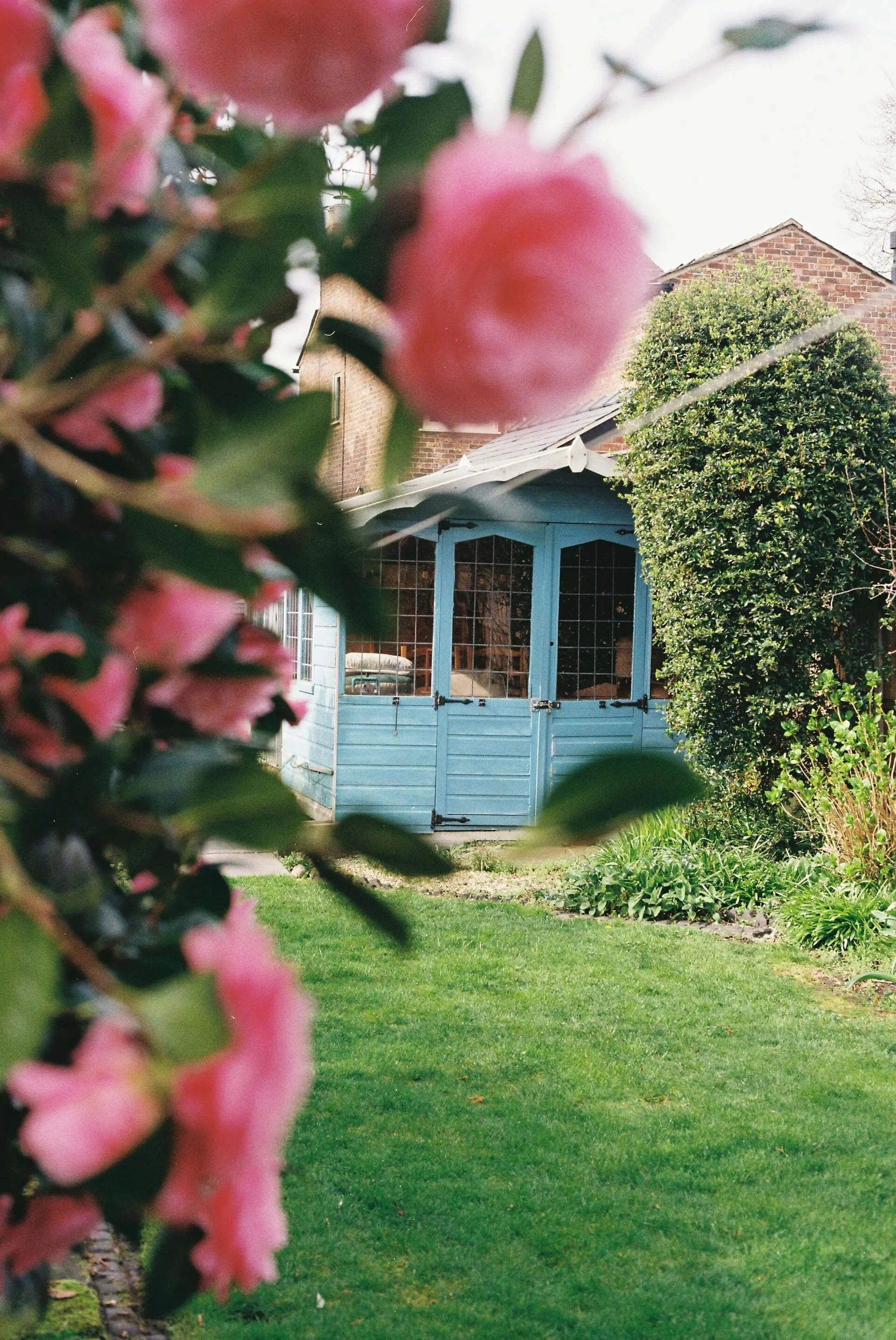 Blurred pink flowers in the foreground, a green hedge, a light blue garden shed, a brick house, and a partly cloudy sky in the background.