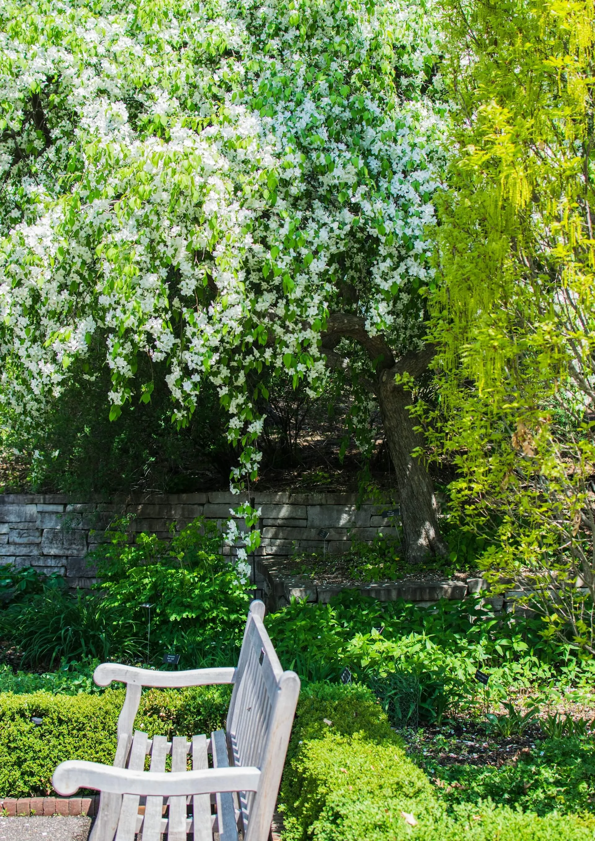 A garden scene with white blossoming flowers on a tree, a stone retaining wall, green foliage, and a white wooden bench in the foreground.