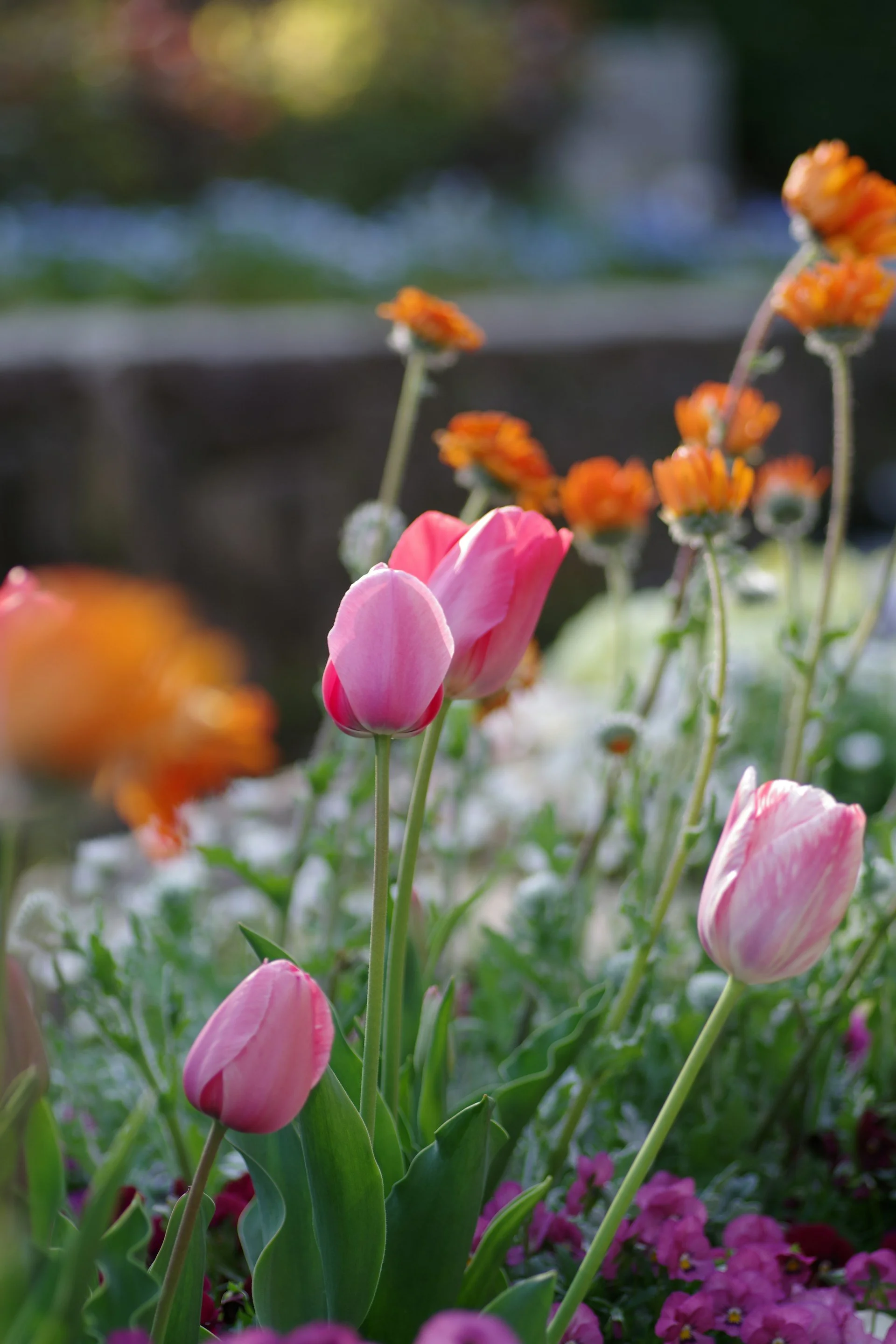 Close-up of pink tulips and small orange and pink flowers in a garden.