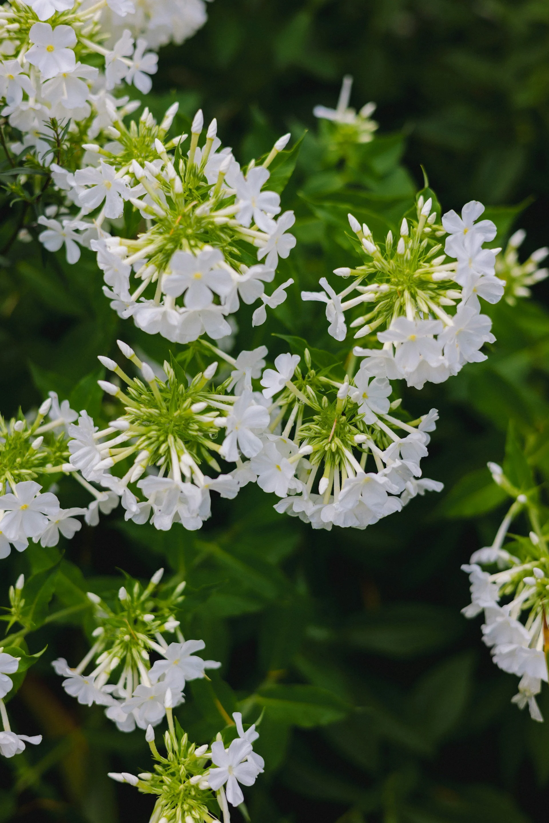 Close-up of white flowers with green leaves in the background.