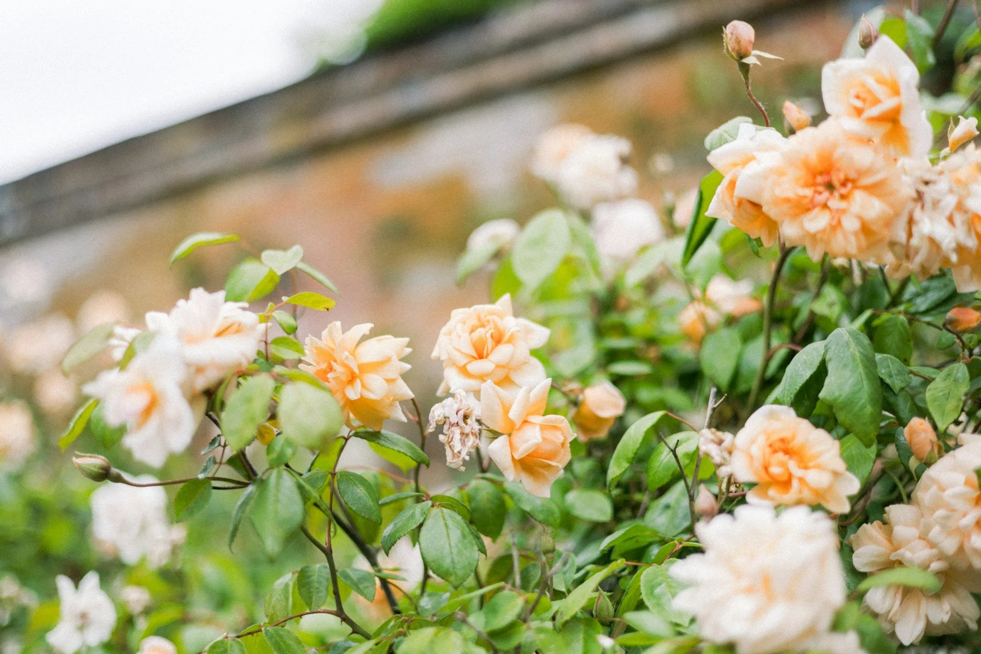 Close-up of light pink and cream roses on a bush, with some buds and green leaves, against a blurred background.