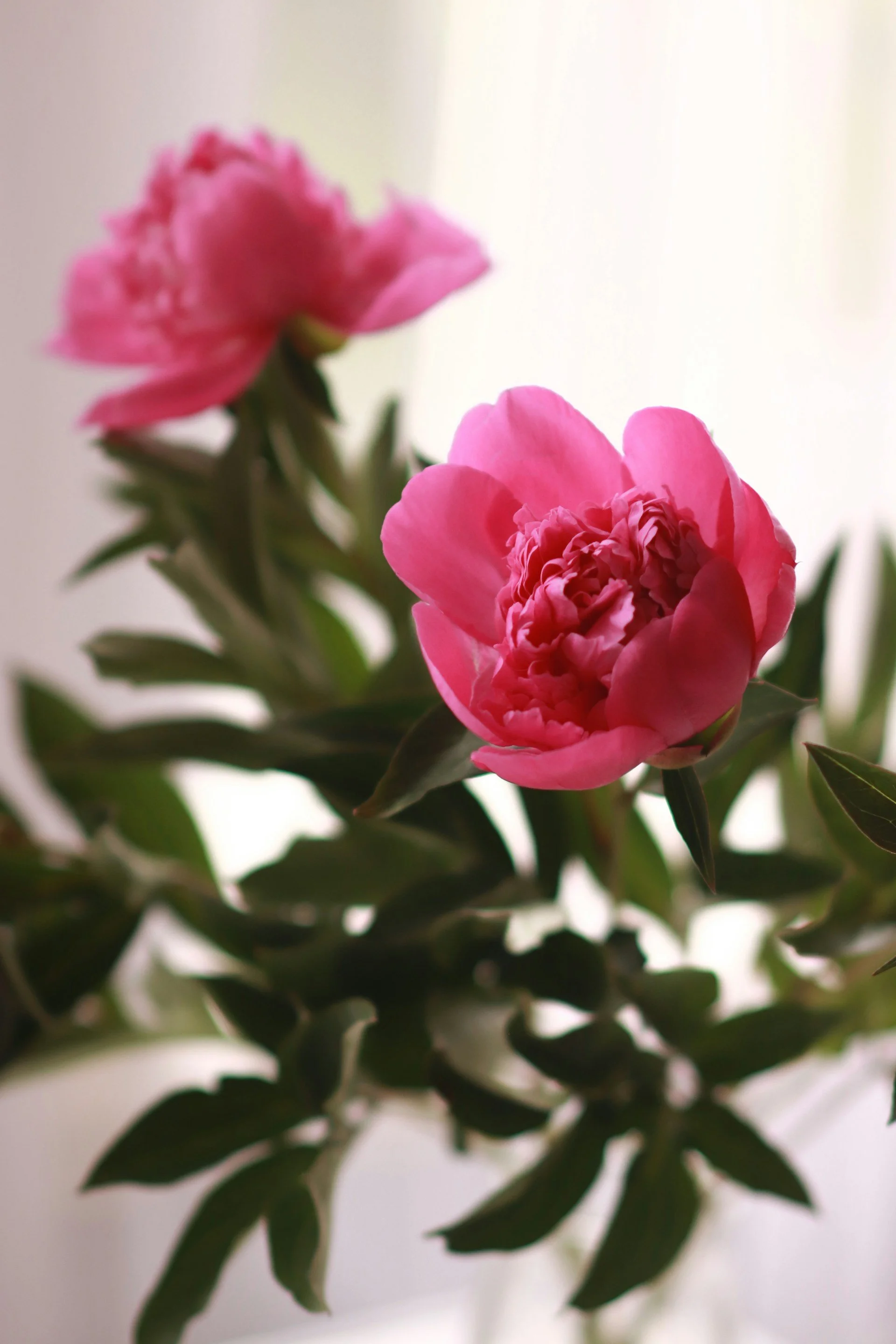 Close-up of two pink peonies with dark green leaves on a blurred light background.