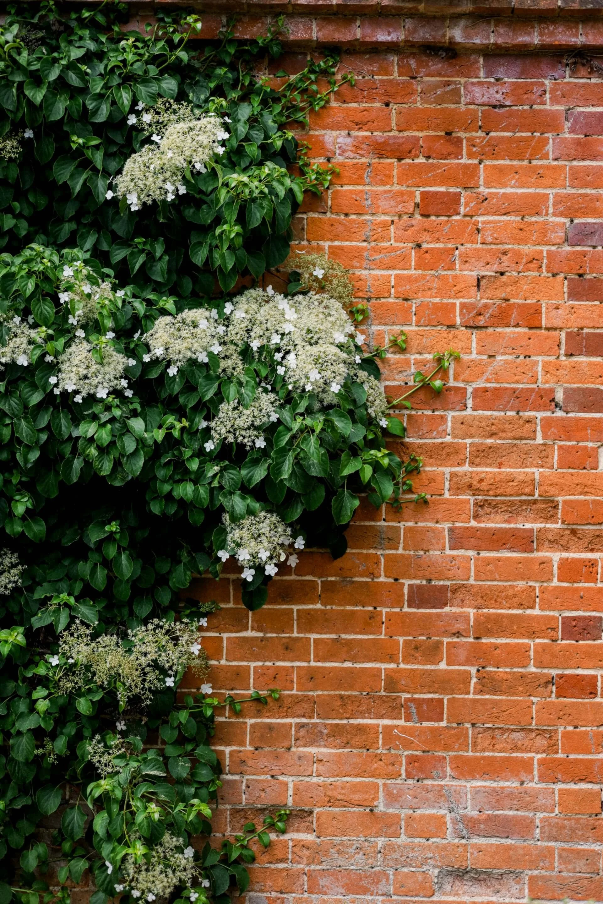A brick wall with ivy and white flowering plants growing on the left side.