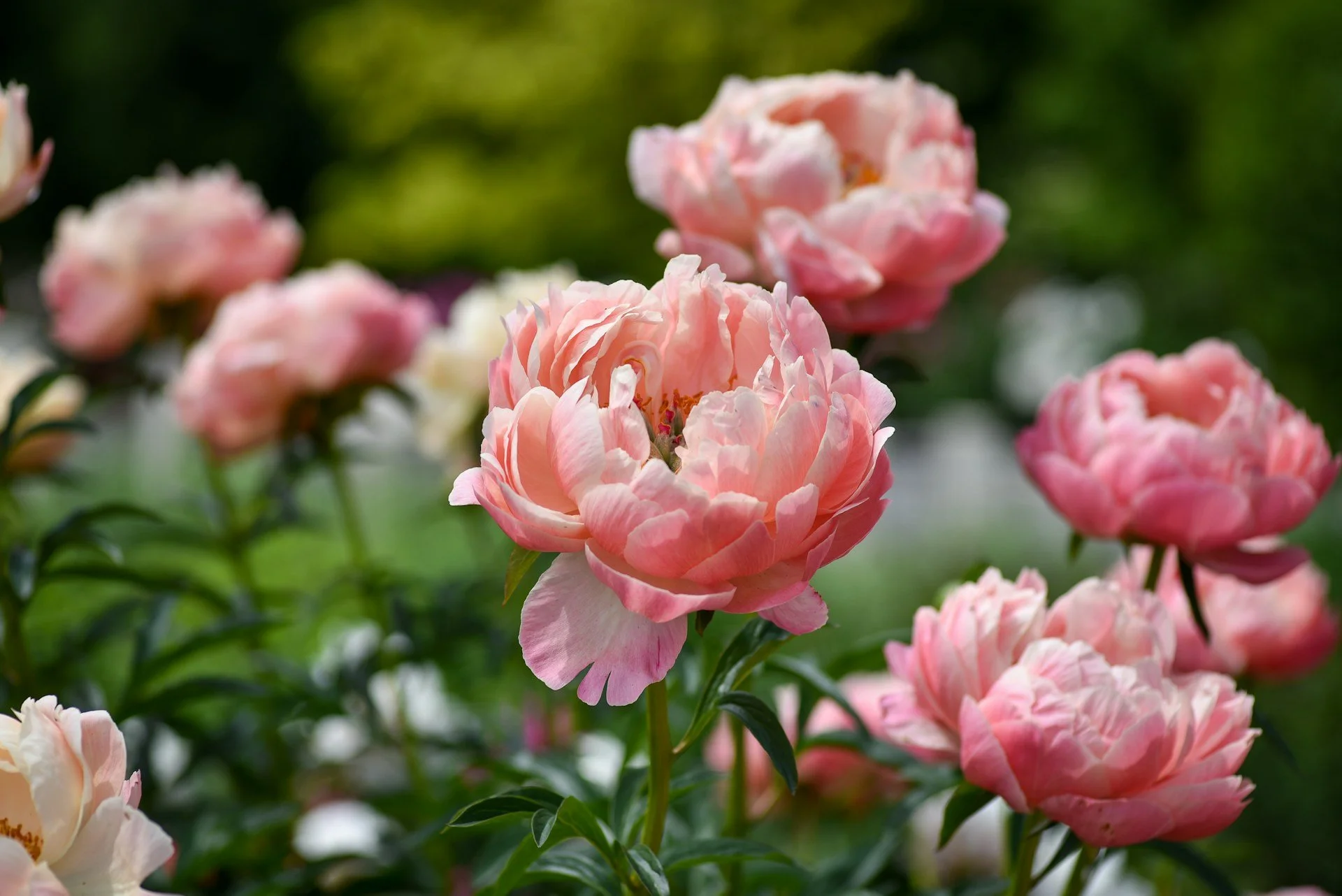 Pink peony flowers blooming in a garden with green foliage in the background.