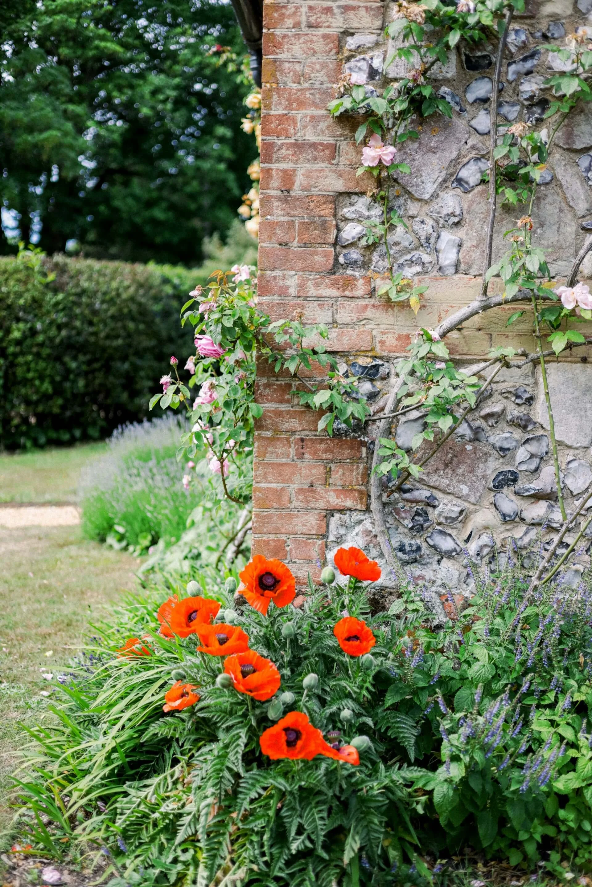 A garden with vibrant orange poppies and purple lavender flowers in front of an old brick and stone wall, surrounded by green foliage.
