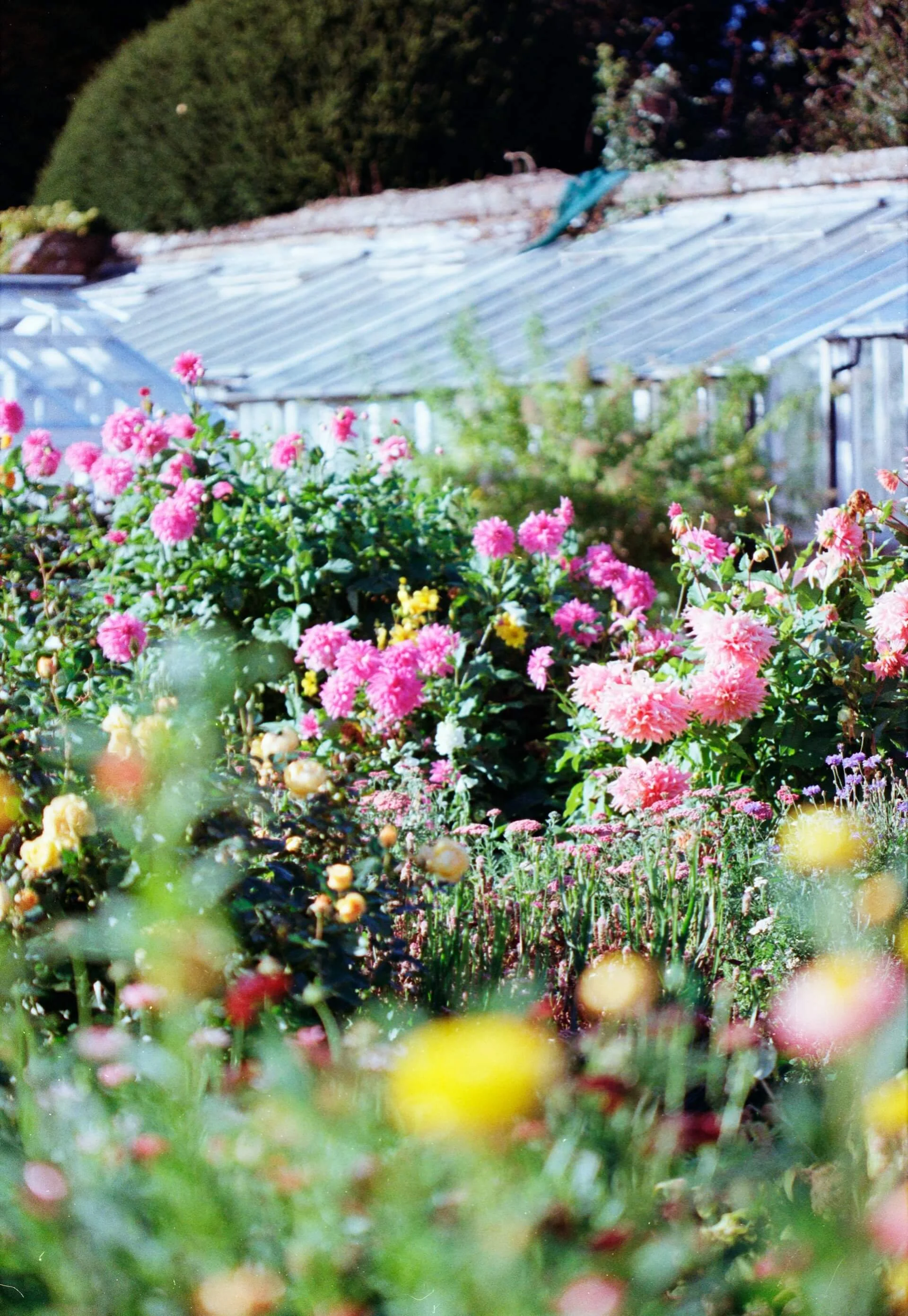 A lush garden with pink and yellow flowers in the foreground and a green house with a glass roof in the background.