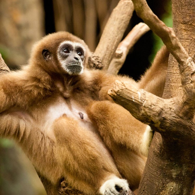 Amazon-Odyssey-Brazil-Highlights-Monkey.jpg