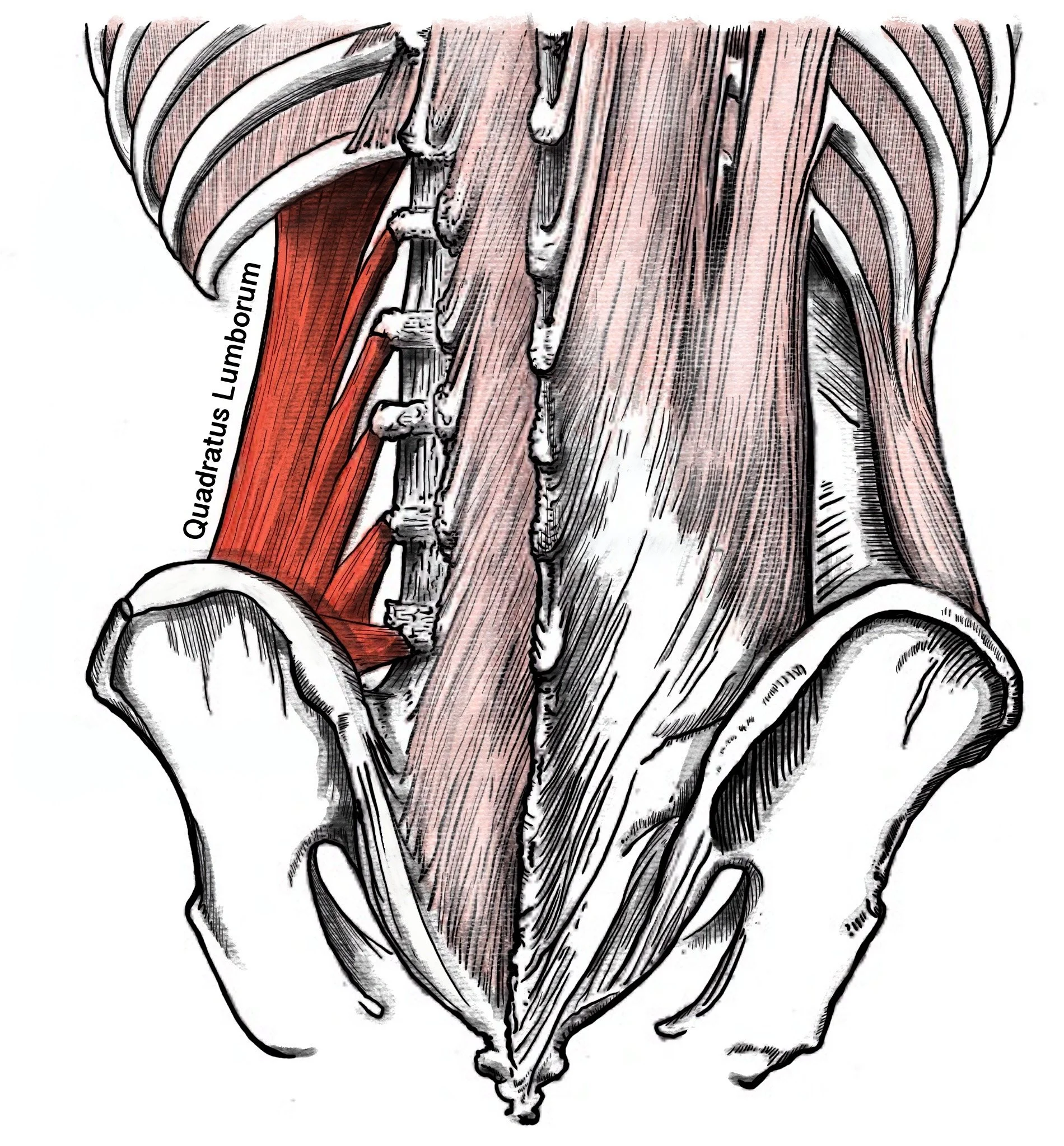 Quadratus lumborum muscle anatomy and trigger point locations, Golden Mean Acupuncture Echo Park