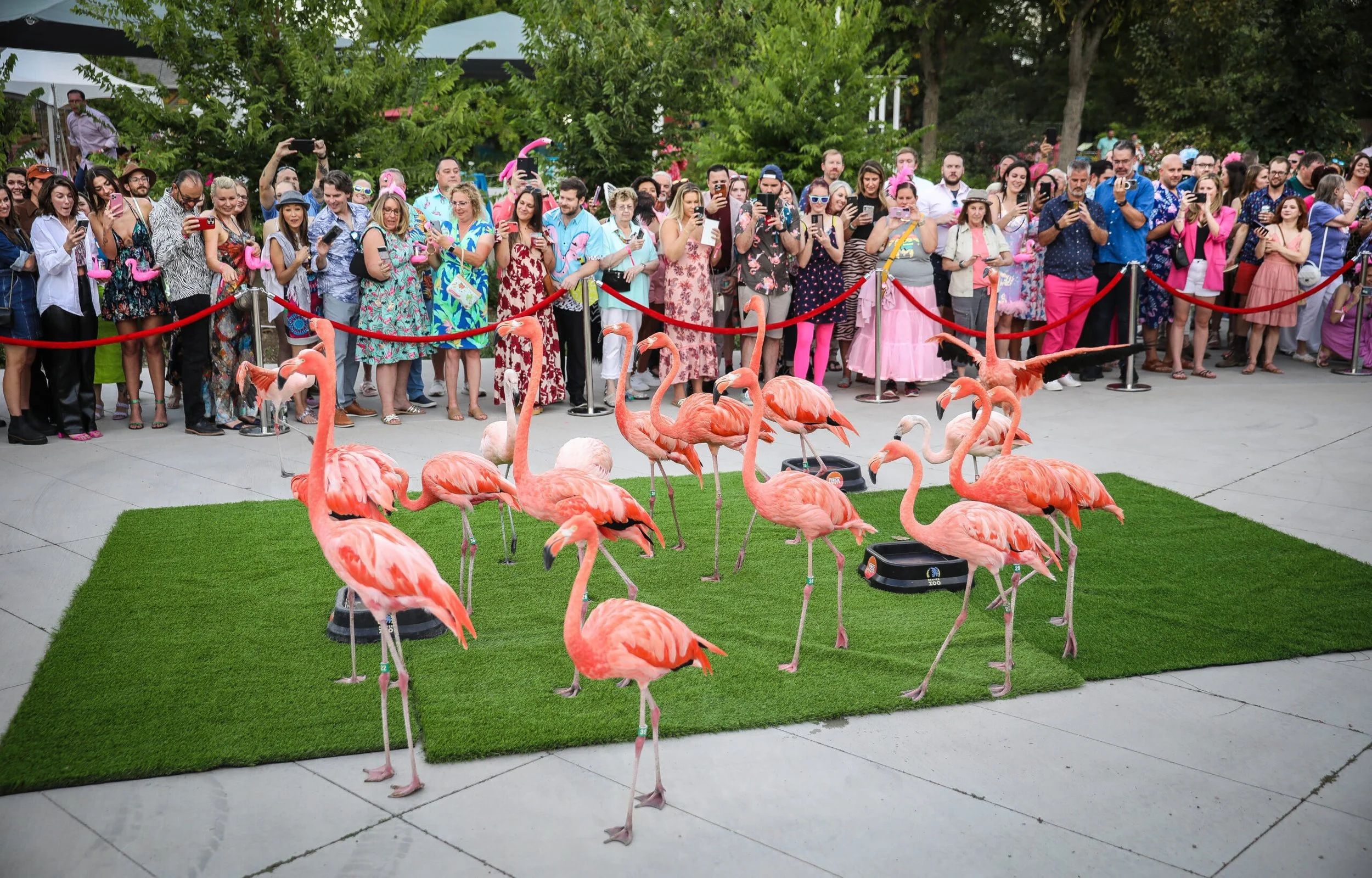 Flock Party at the Denver Zoo
