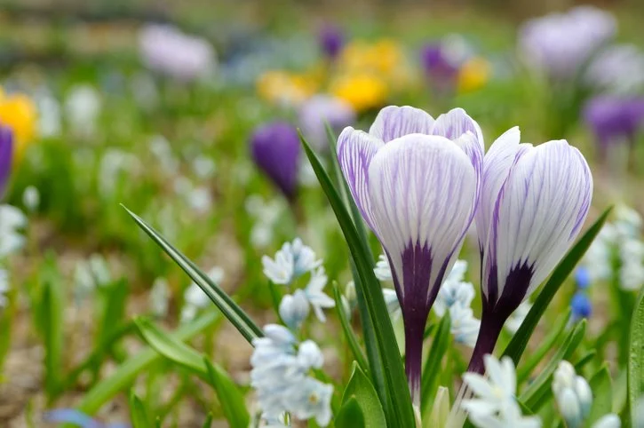 26th Annual Park Hill Garden Walk