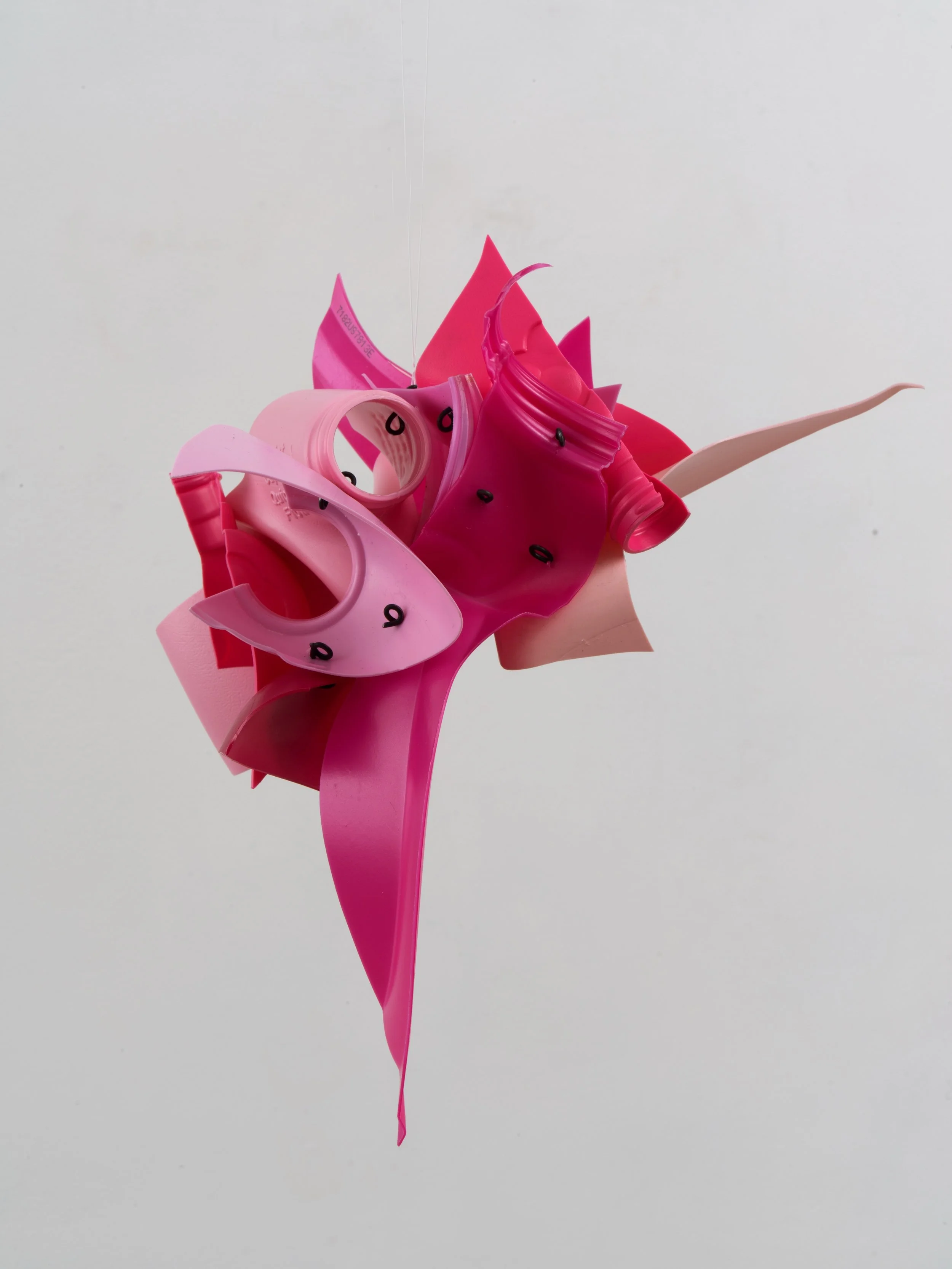 Niki Lederer | Pinking