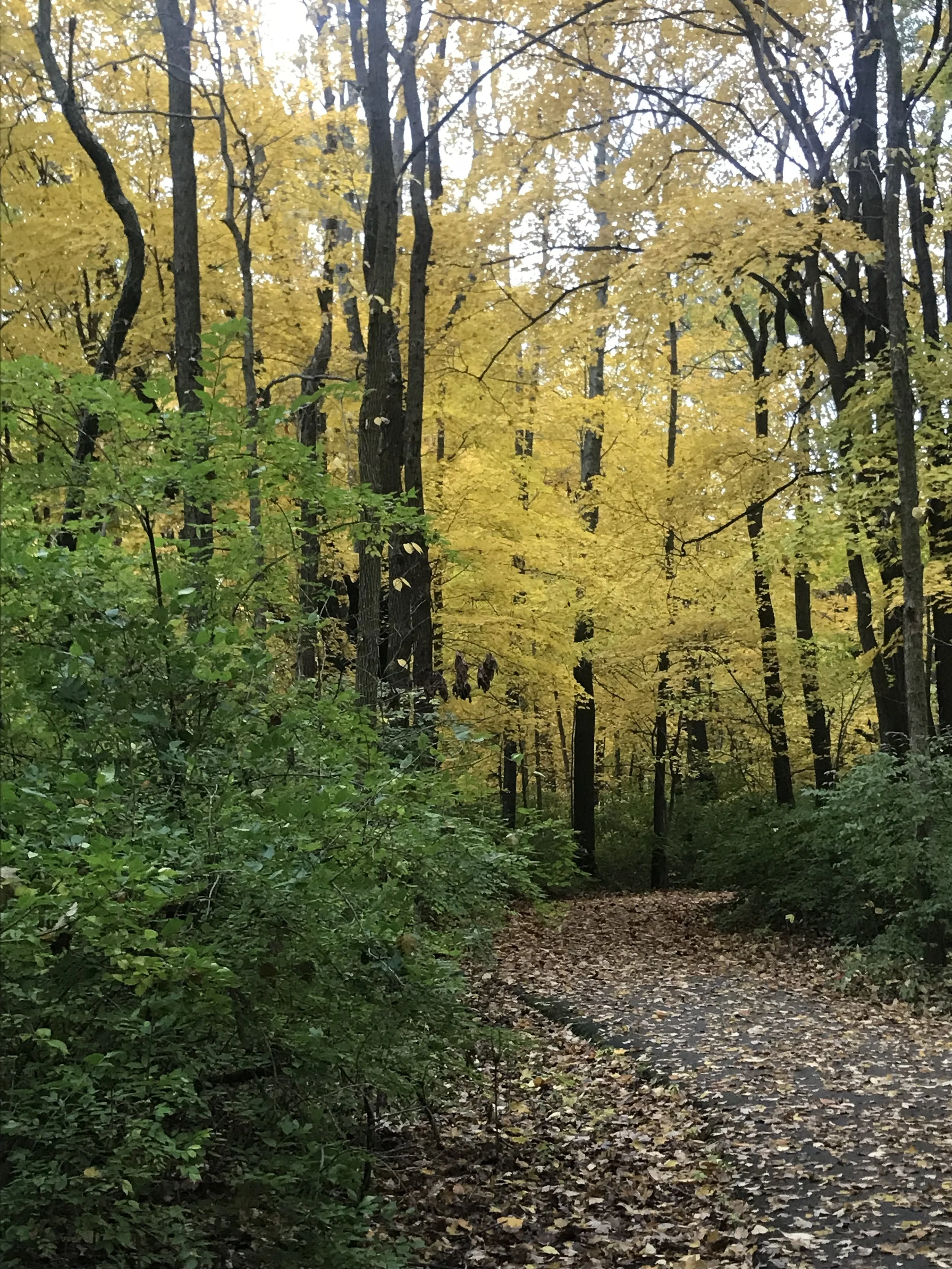 2017-11-05 08.55.22.jpg