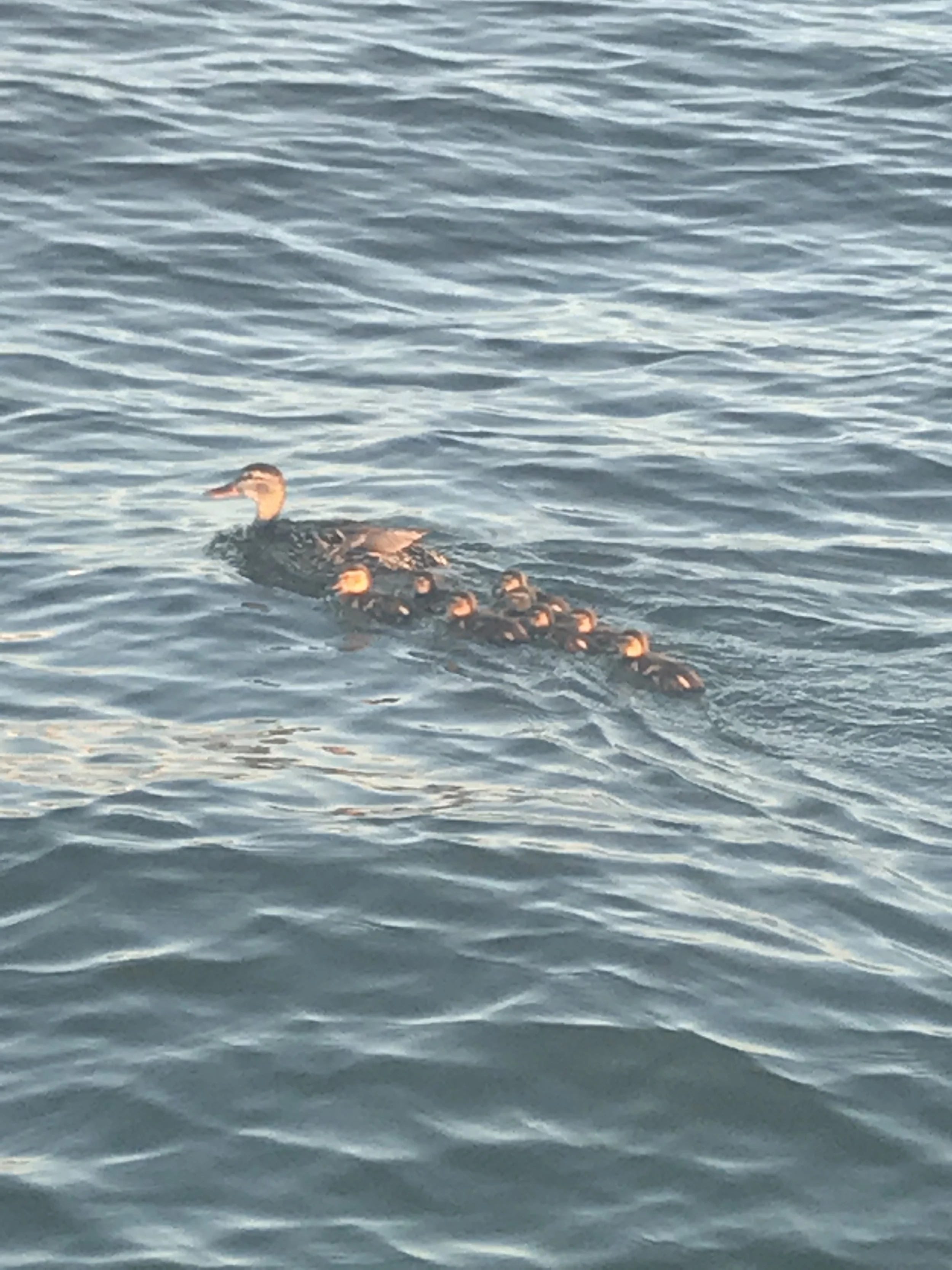 2017-07-31 20.39.29.jpg