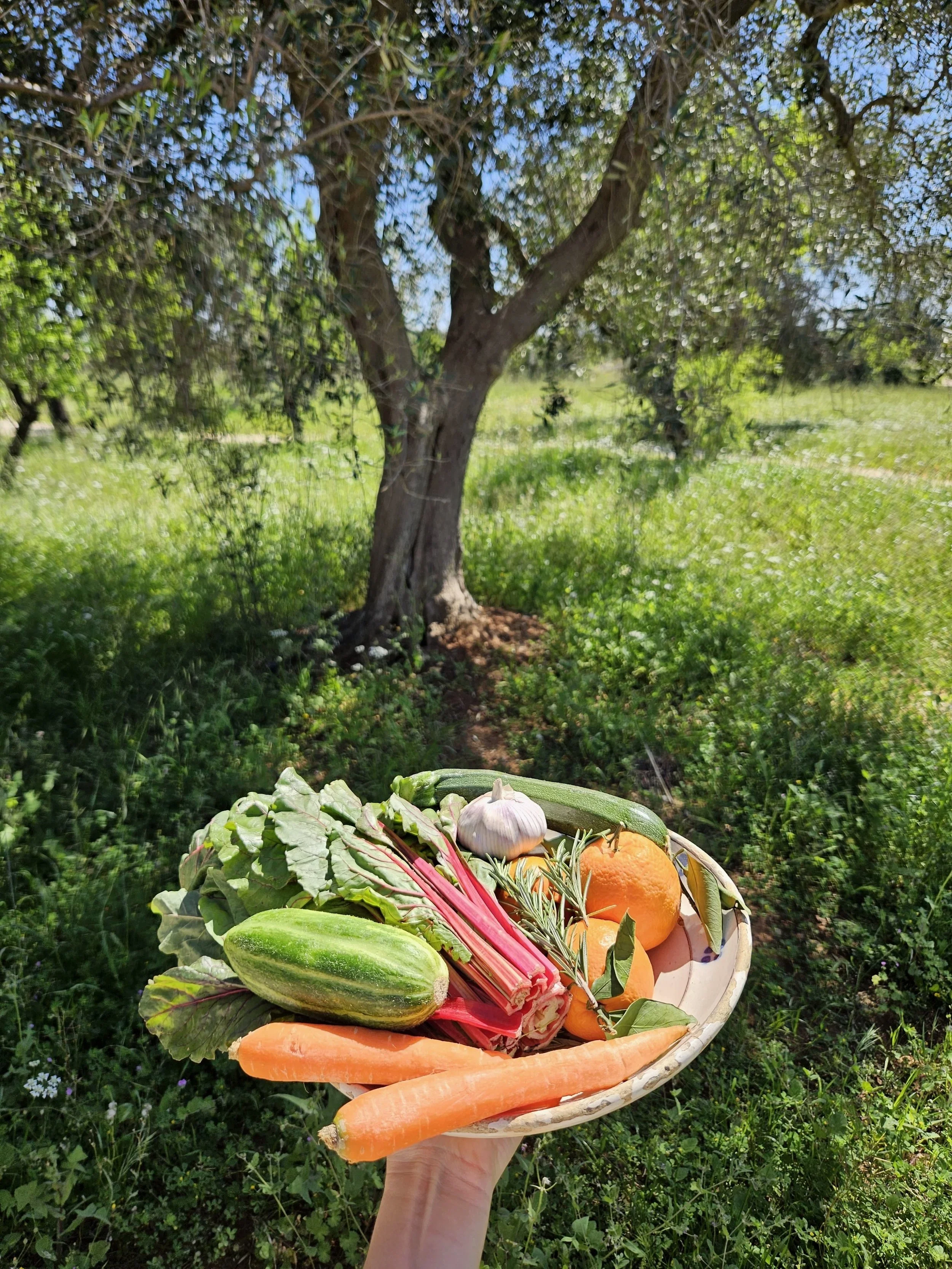 Hand holding a basket of fresh vegetables in an outdoor setting with a olive tree in the background.