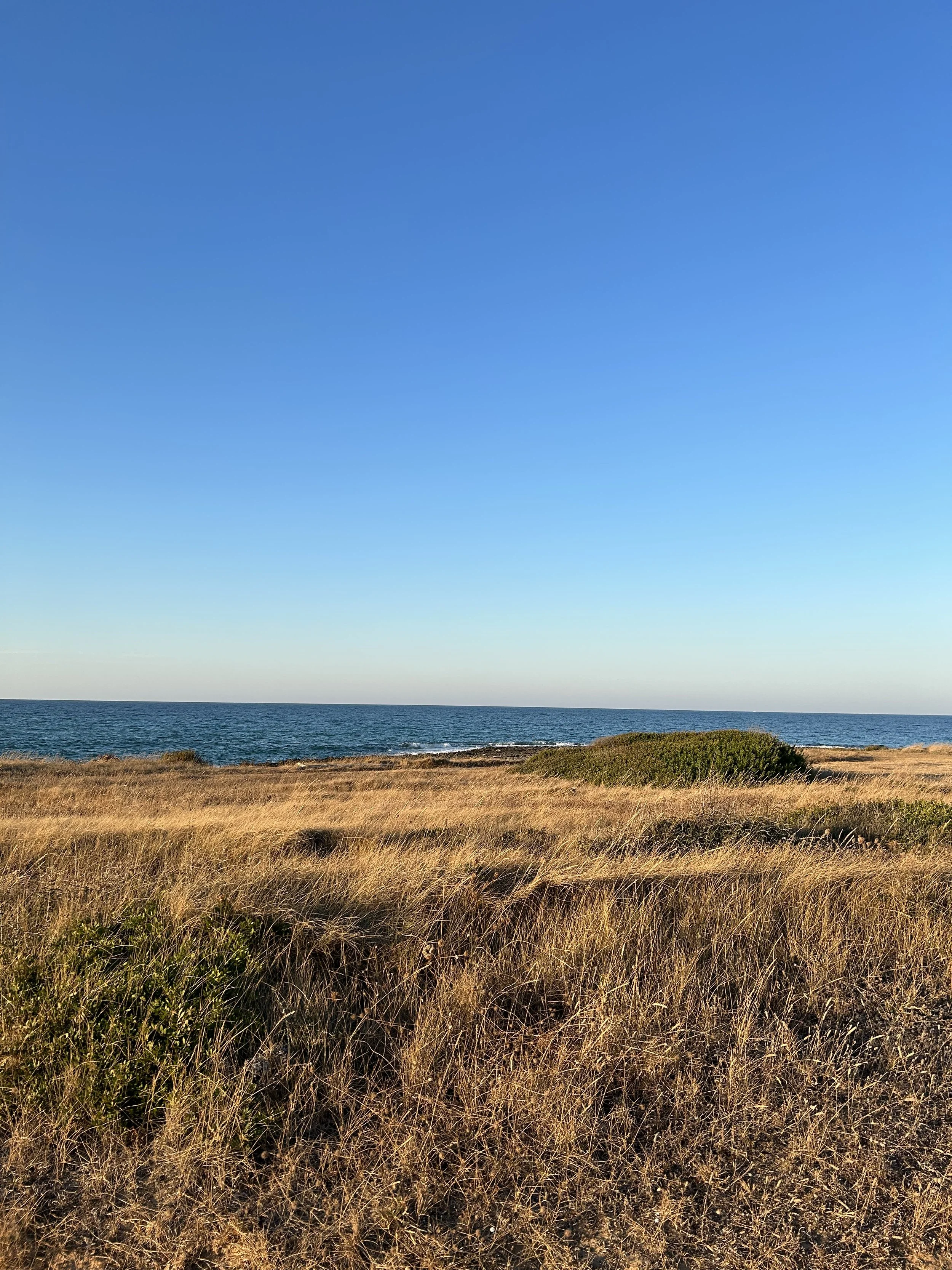 A coastal landscape with dry grass in the foreground, green bushes, a calm ocean, and a clear blue sky above.
